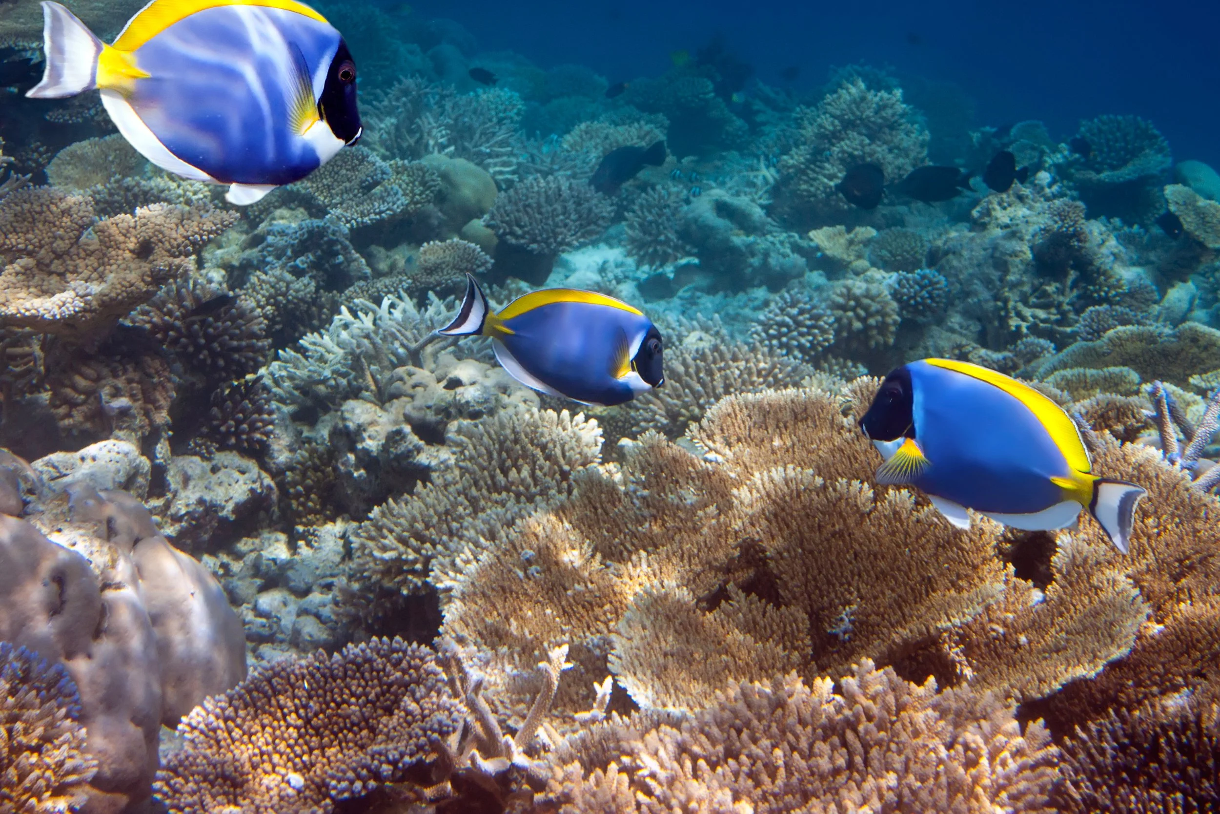 Powder Blue Tang19.jpg
