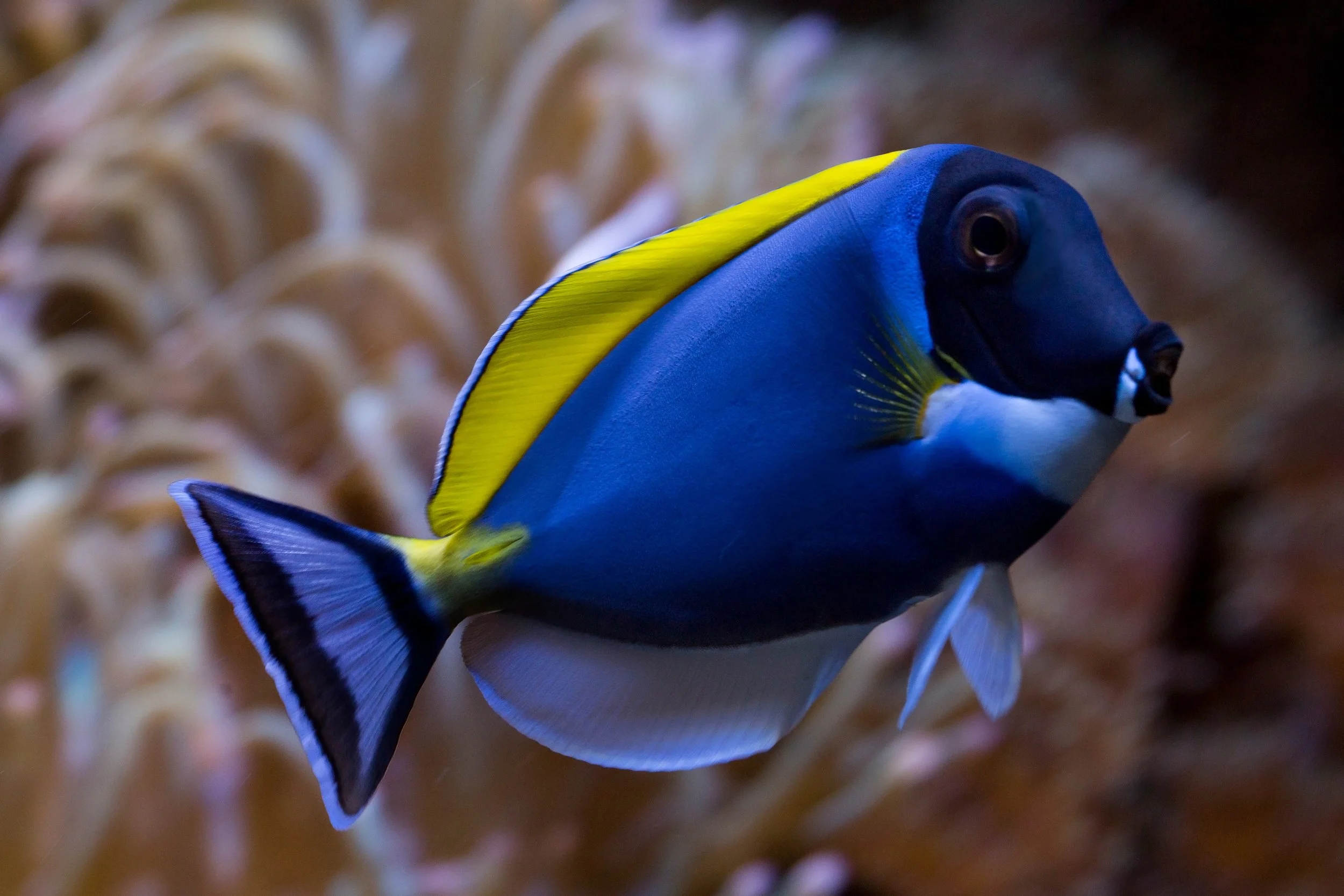 Powder Blue Tang17.jpeg