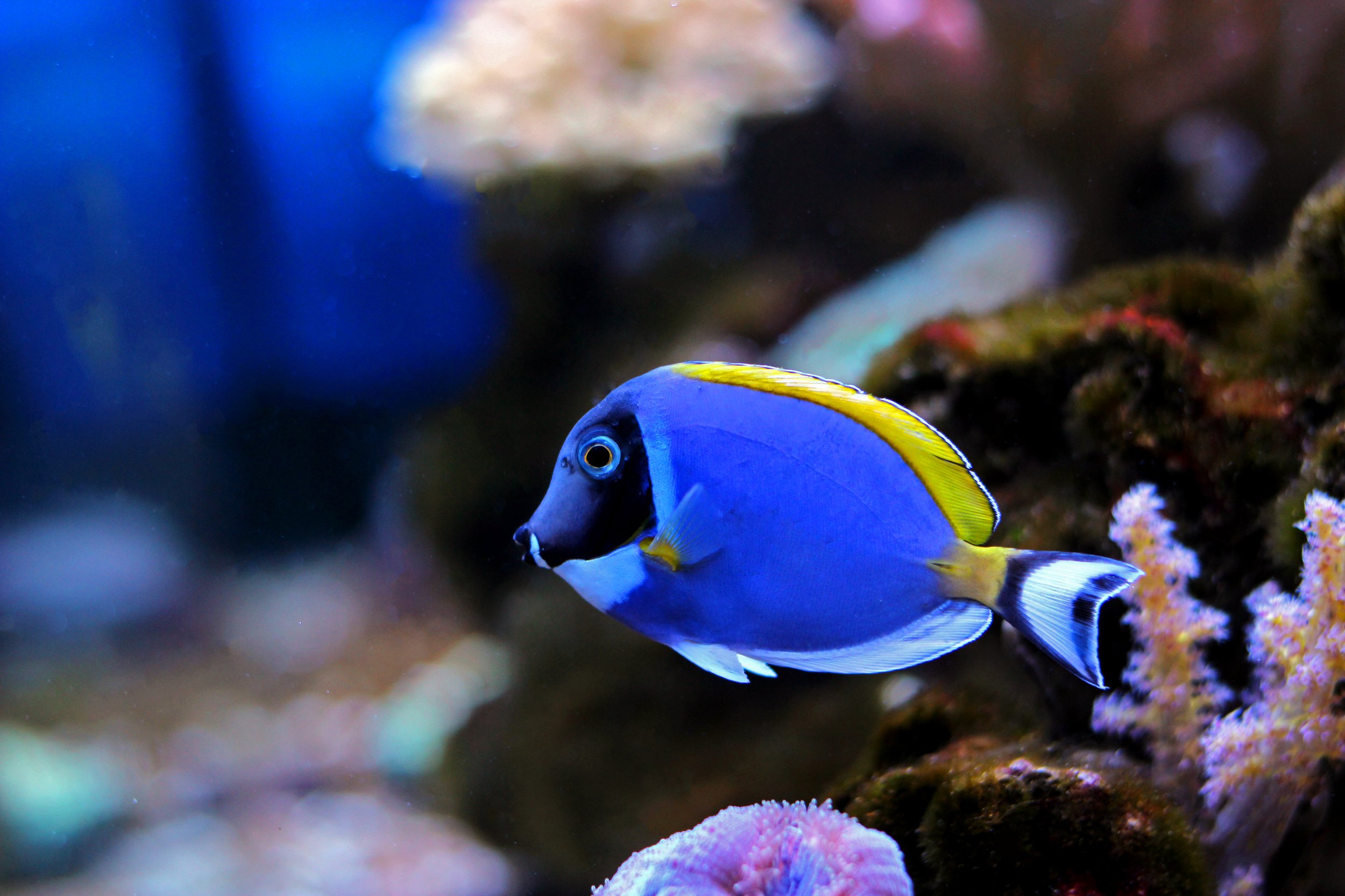 Powder Blue Tang5.jpg