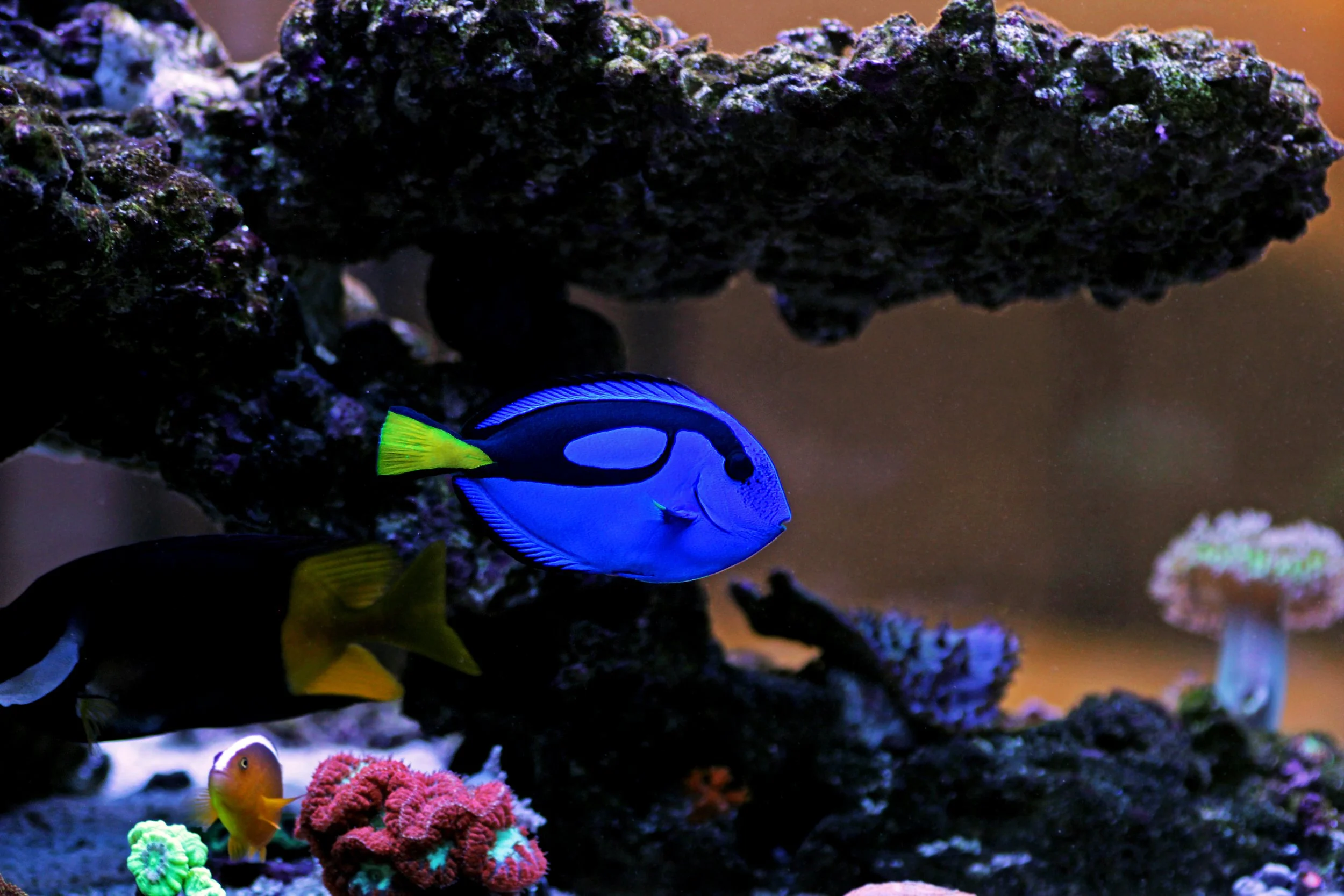 Blue Hipp Tang11.jpg