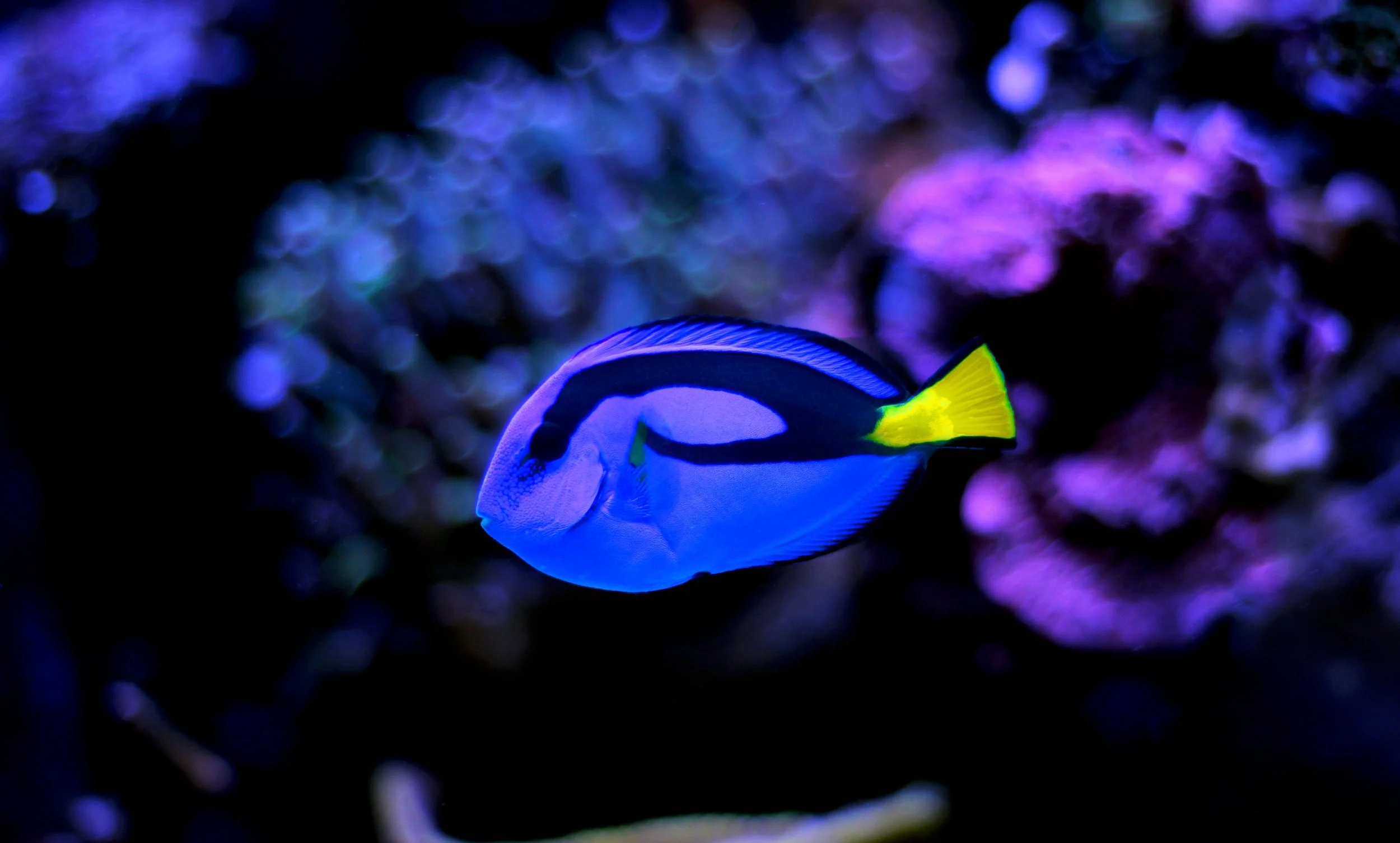 Blue Hipp Tang16.jpg