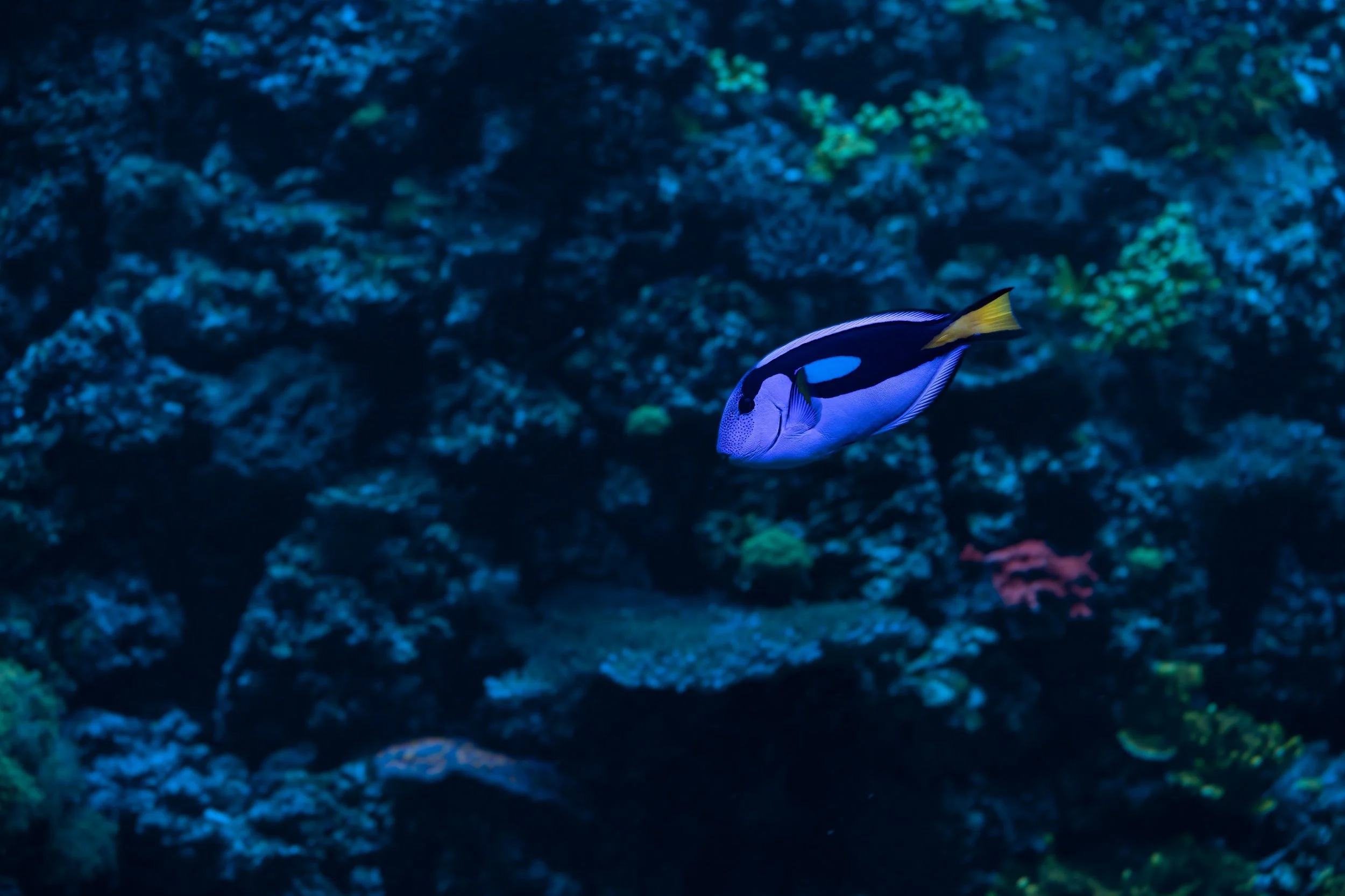 Blue Hipp Tang12.jpg