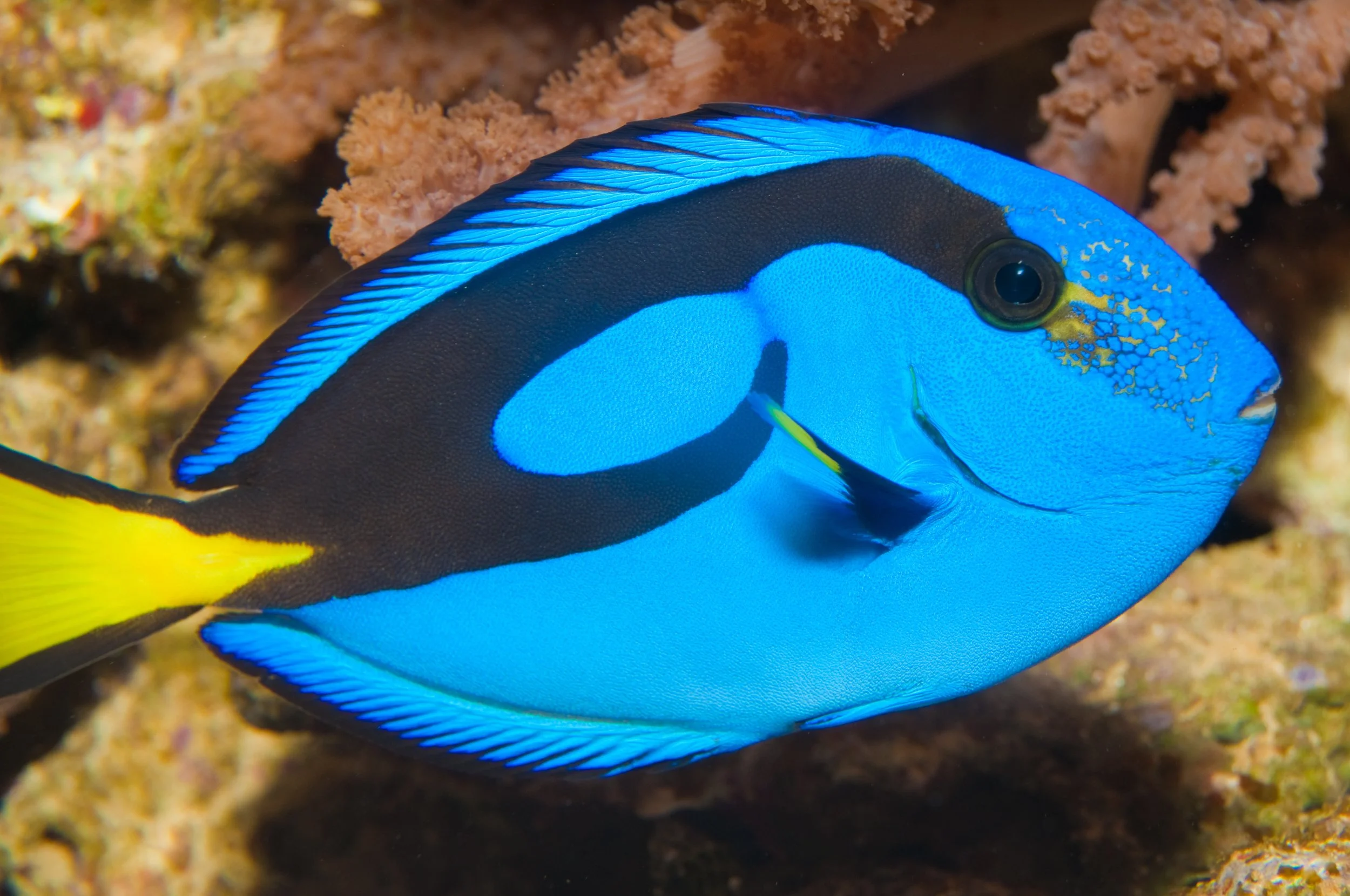 Blue Hipp Tang1.jpg