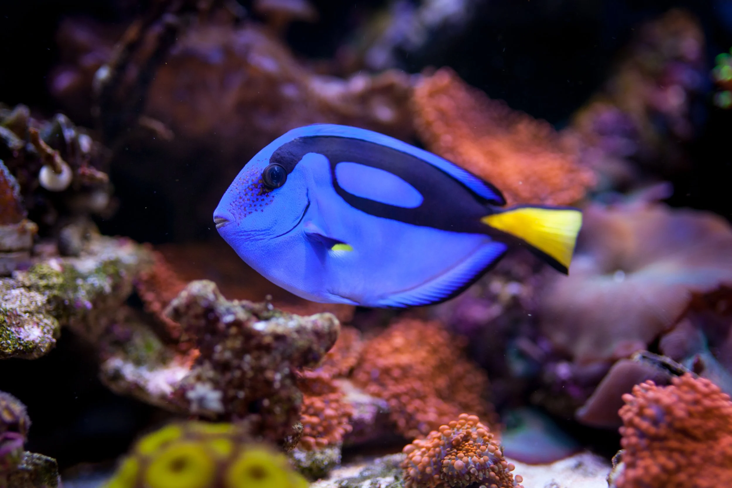 Blue Hipp Tang4.jpg
