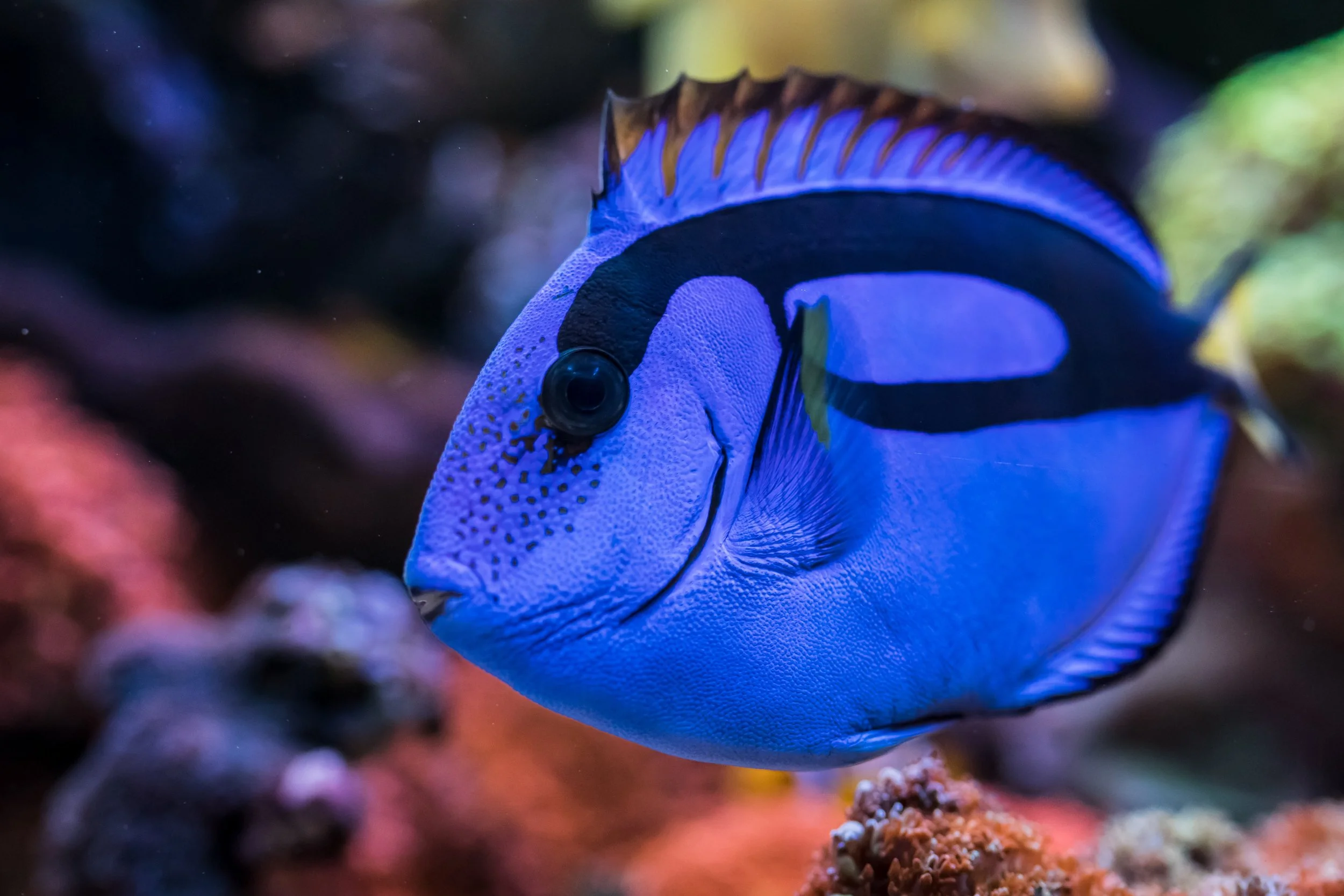Blue Hipp Tang3.jpg