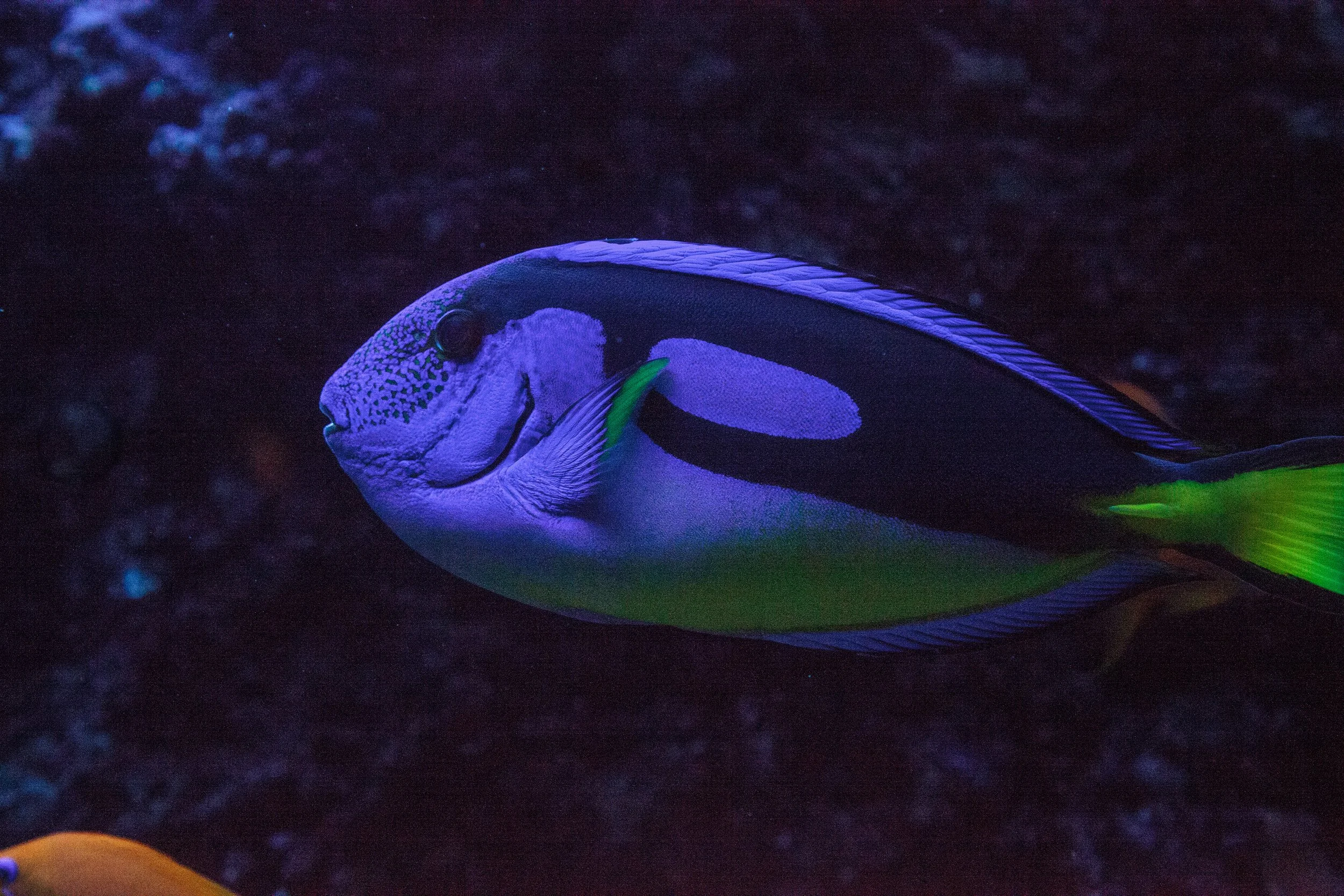 Blue Hipp Tang5.jpg