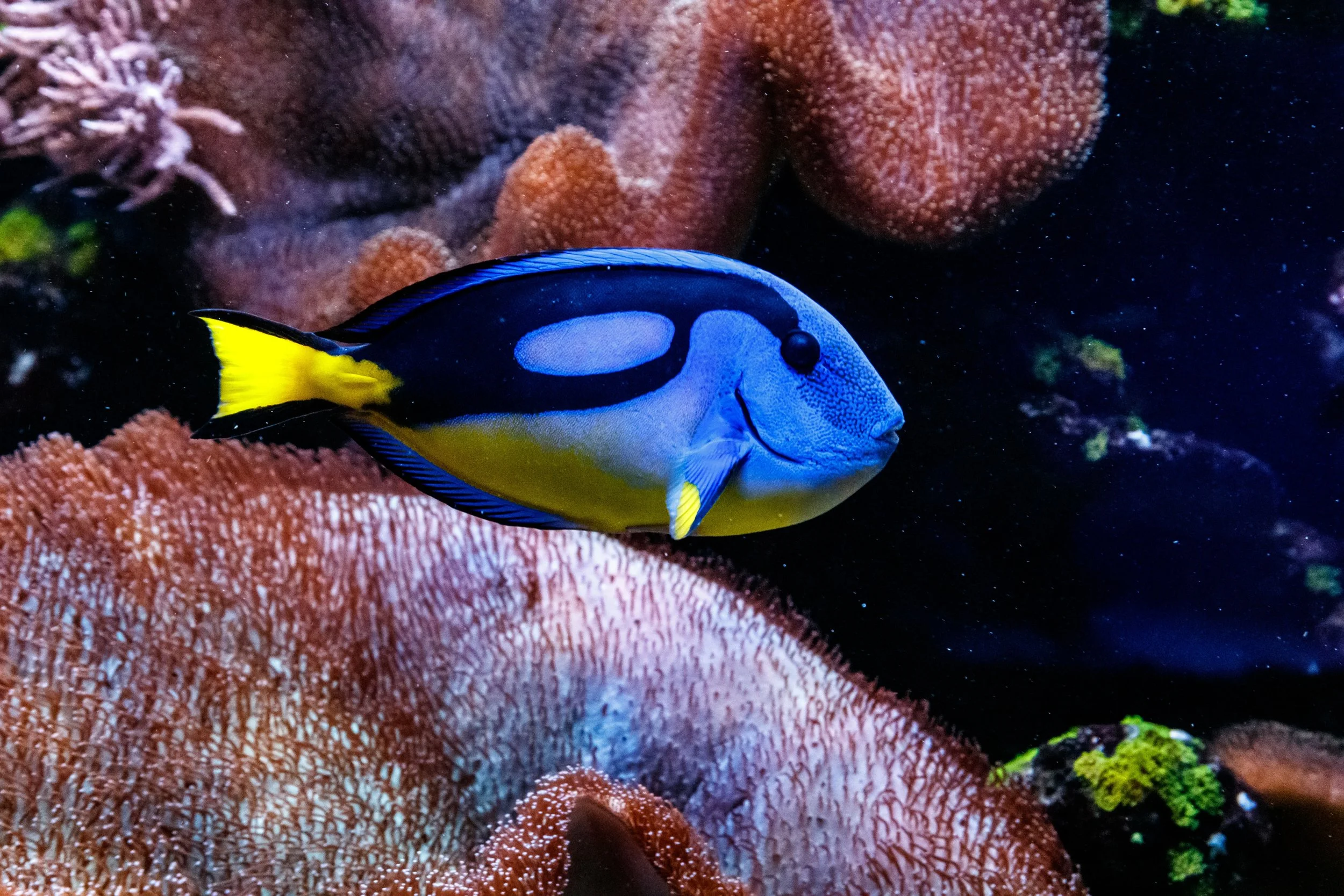 Blue Hipp Tang15.jpg