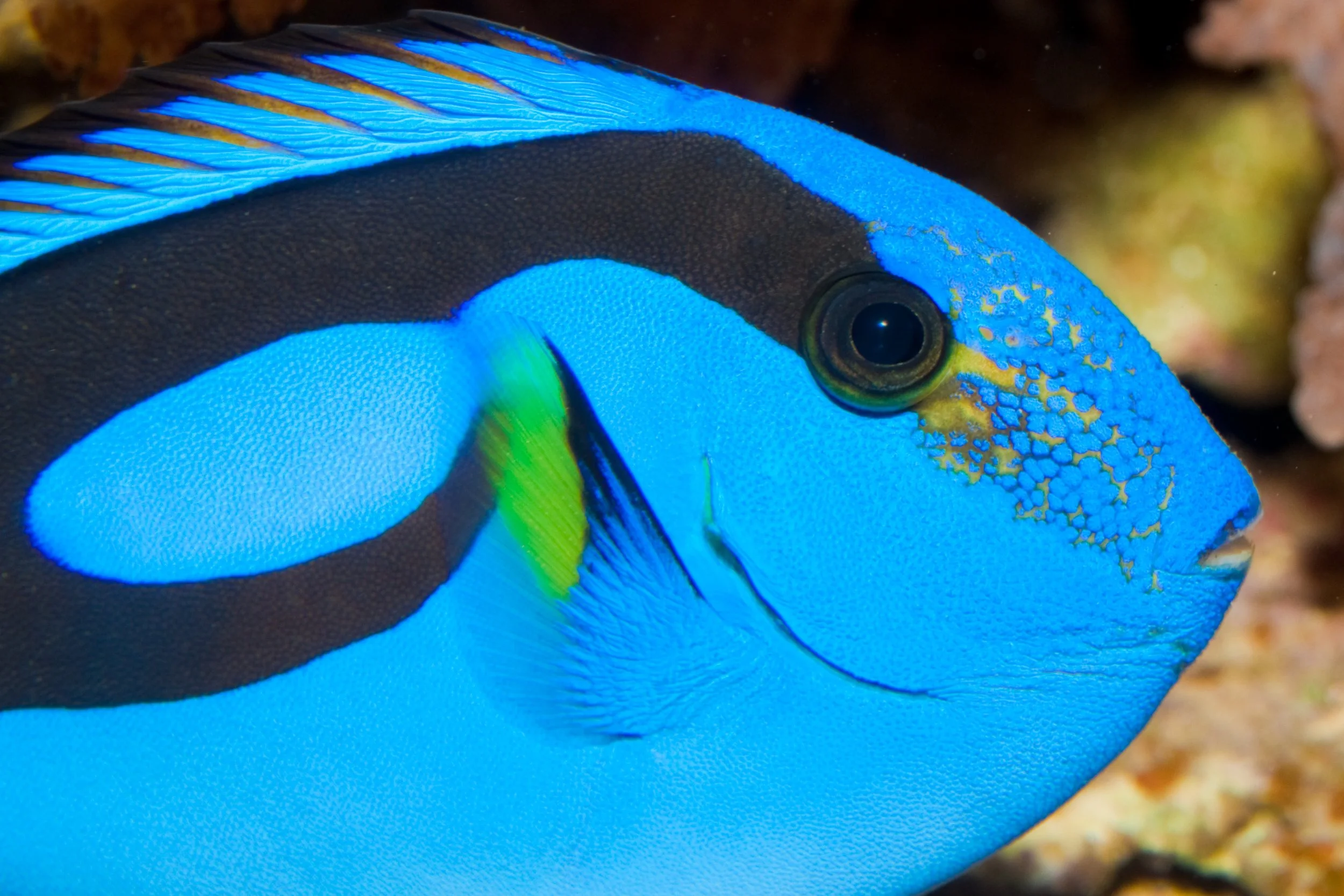 Blue Hipp Tang23.jpg
