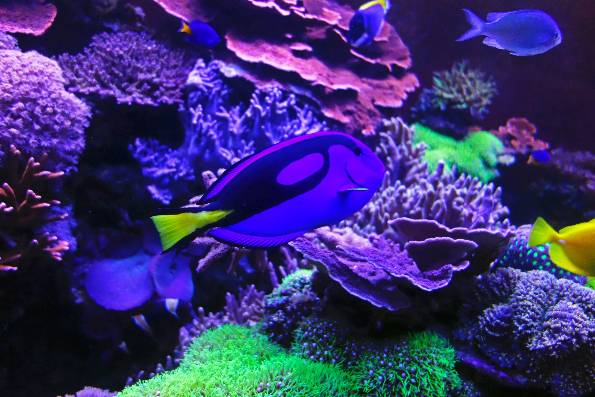 Blue Hipp Tang20.jpg