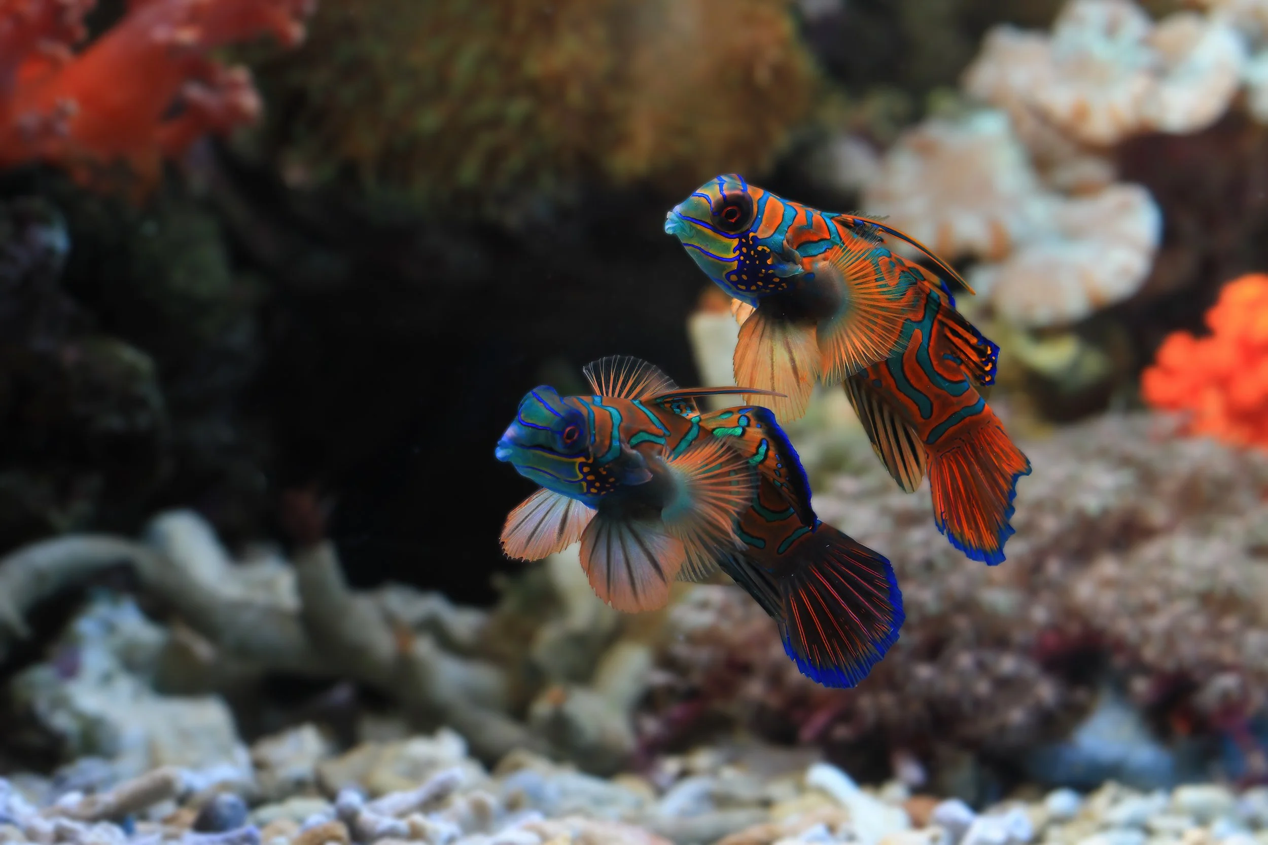 mandarin fish 22.jpg