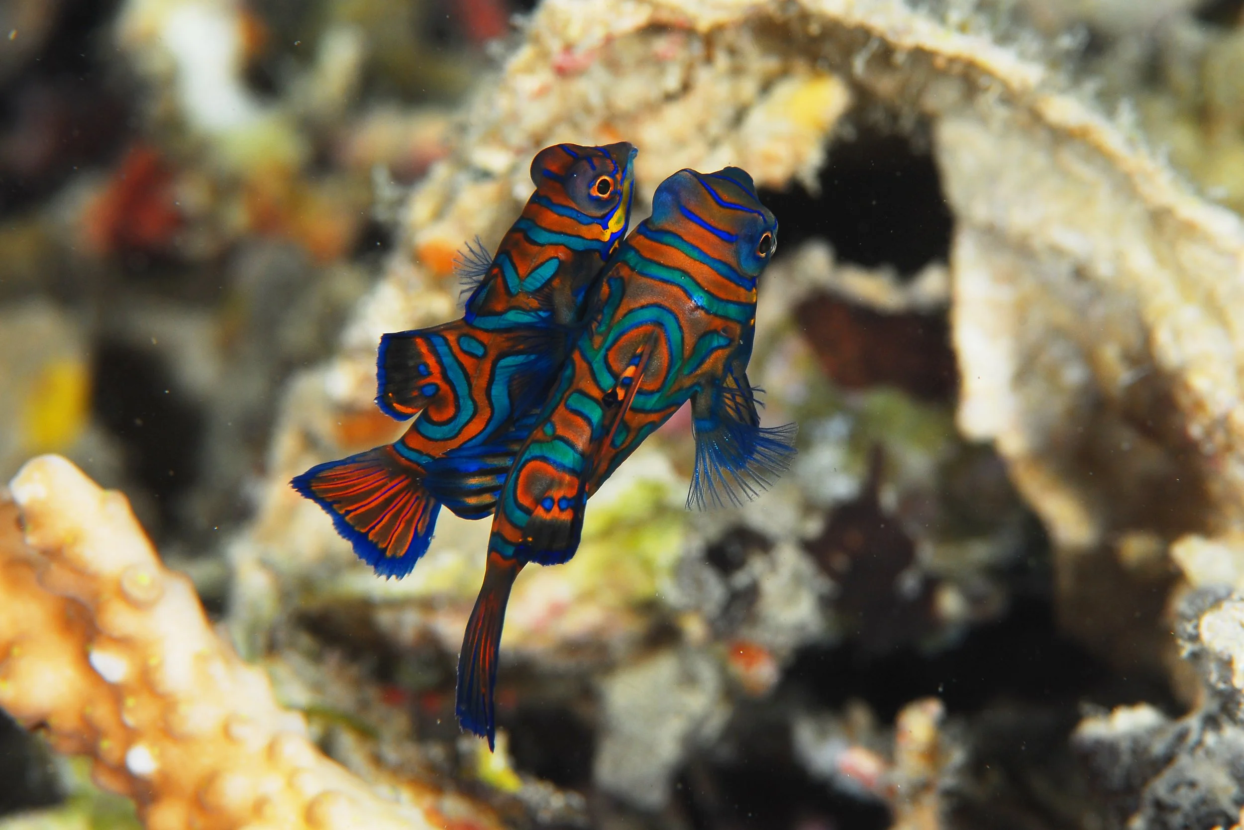 mandarin fish 20.jpg