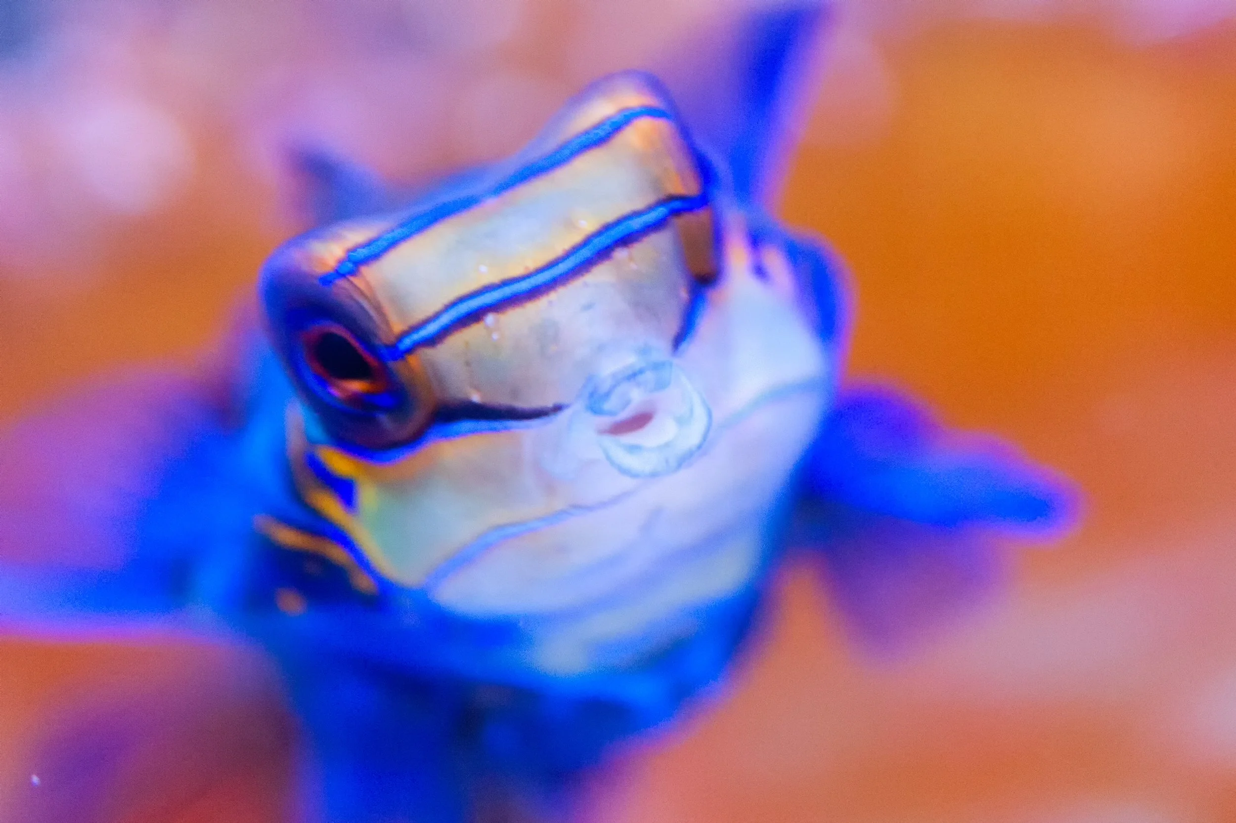mandarin fish 23.jpg