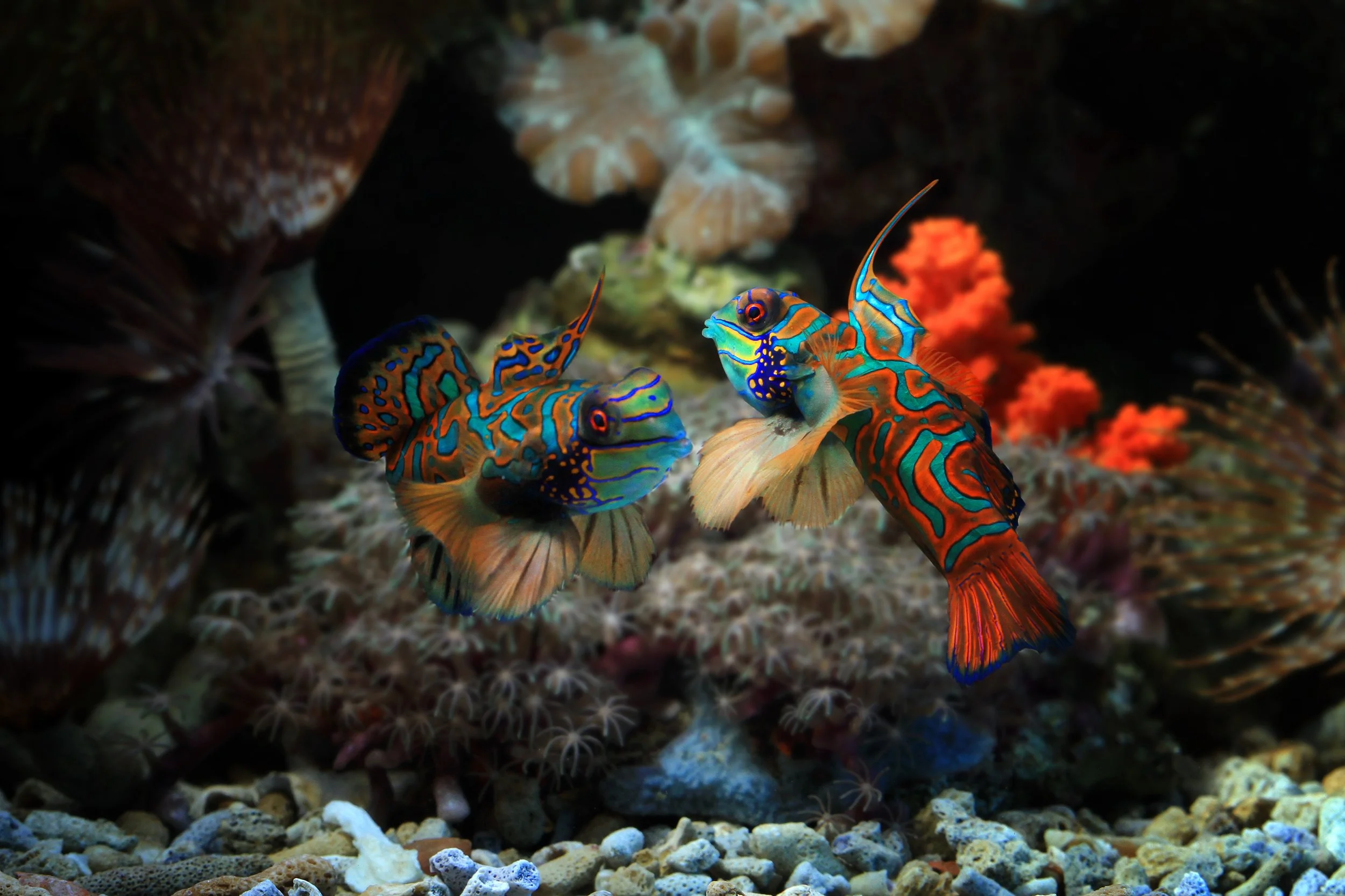 mandarin fish 25.jpg