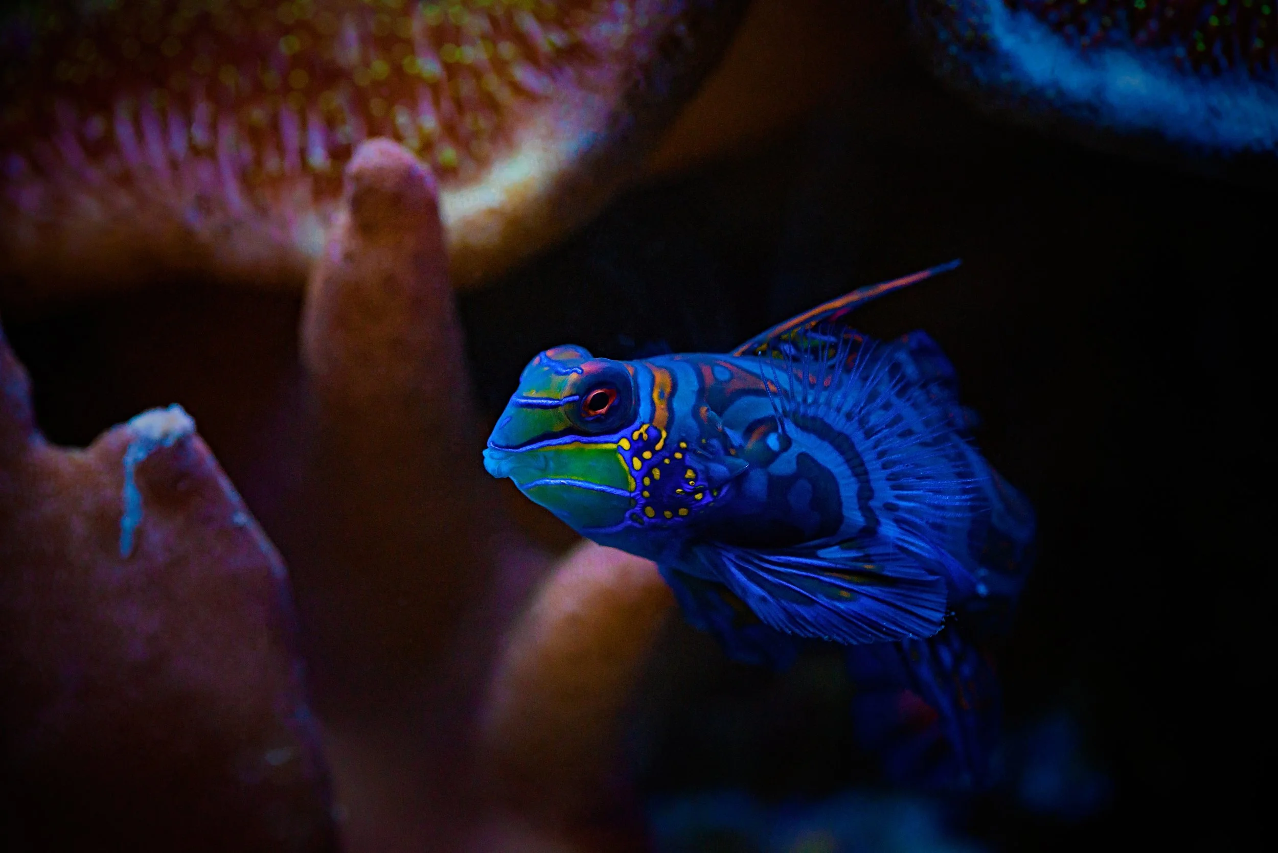 mandarin fish 24.jpg