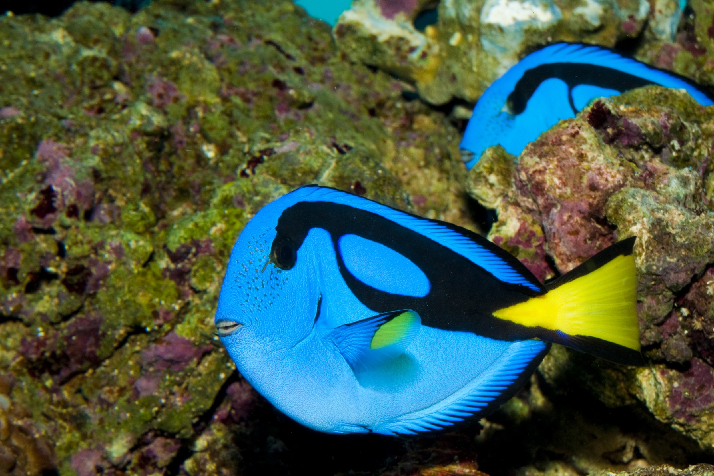 Blue Hipp Tang7.jpg