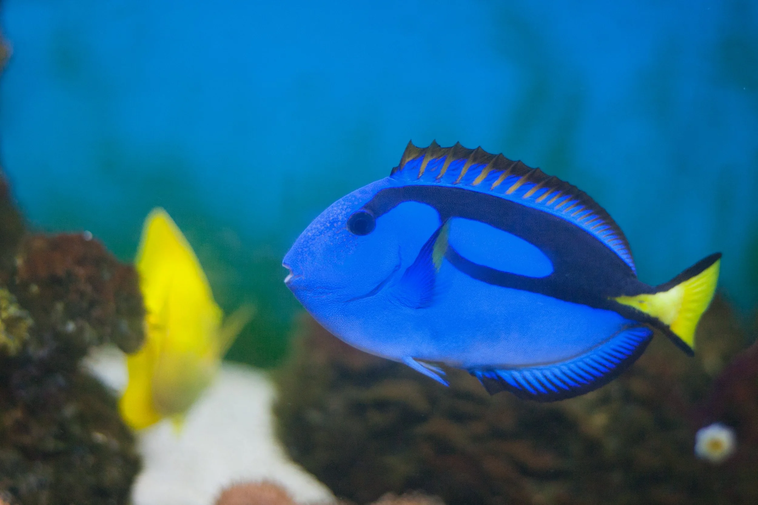 Blue Hipp Tang10.jpg