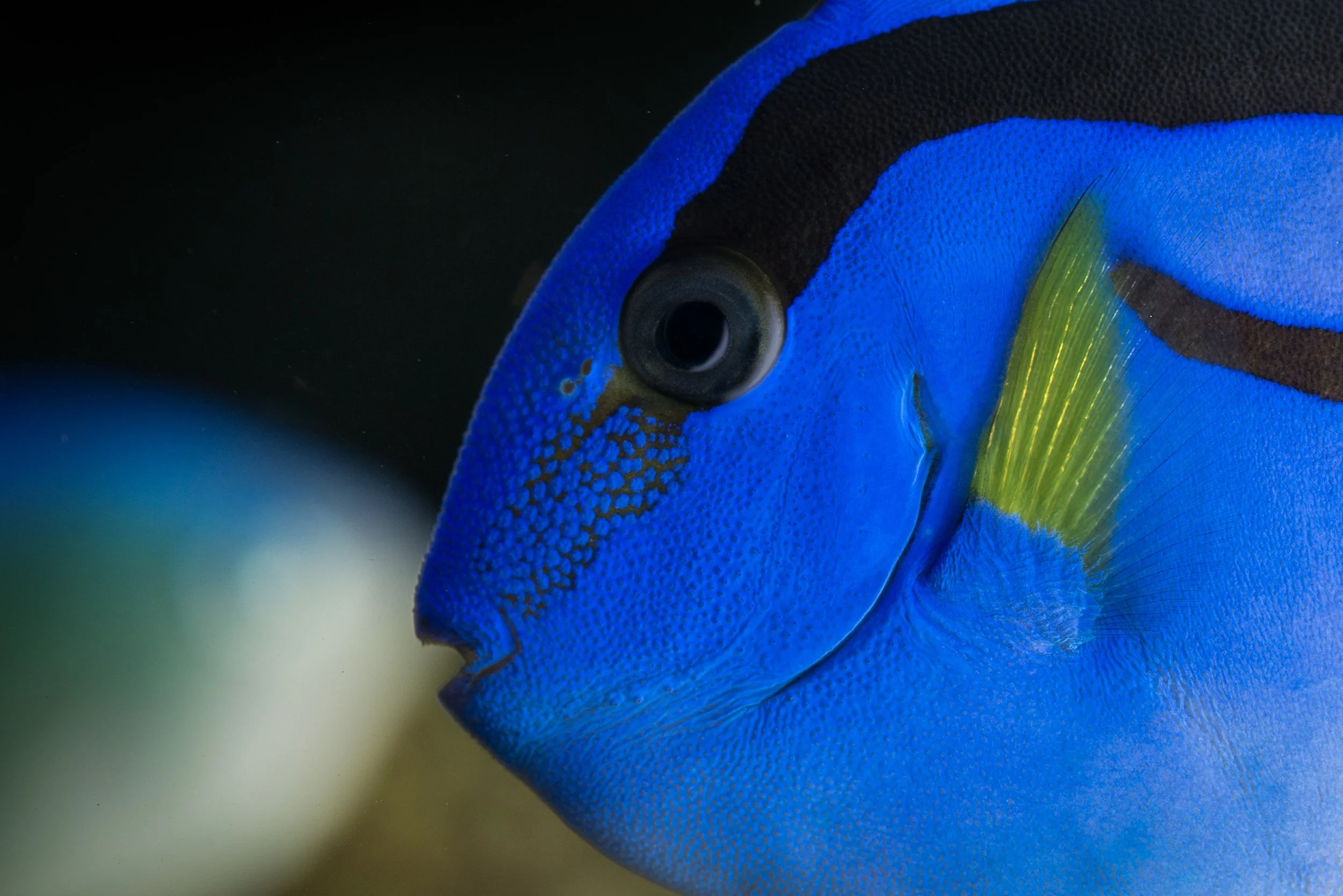 Blue Hipp Tang9.jpg