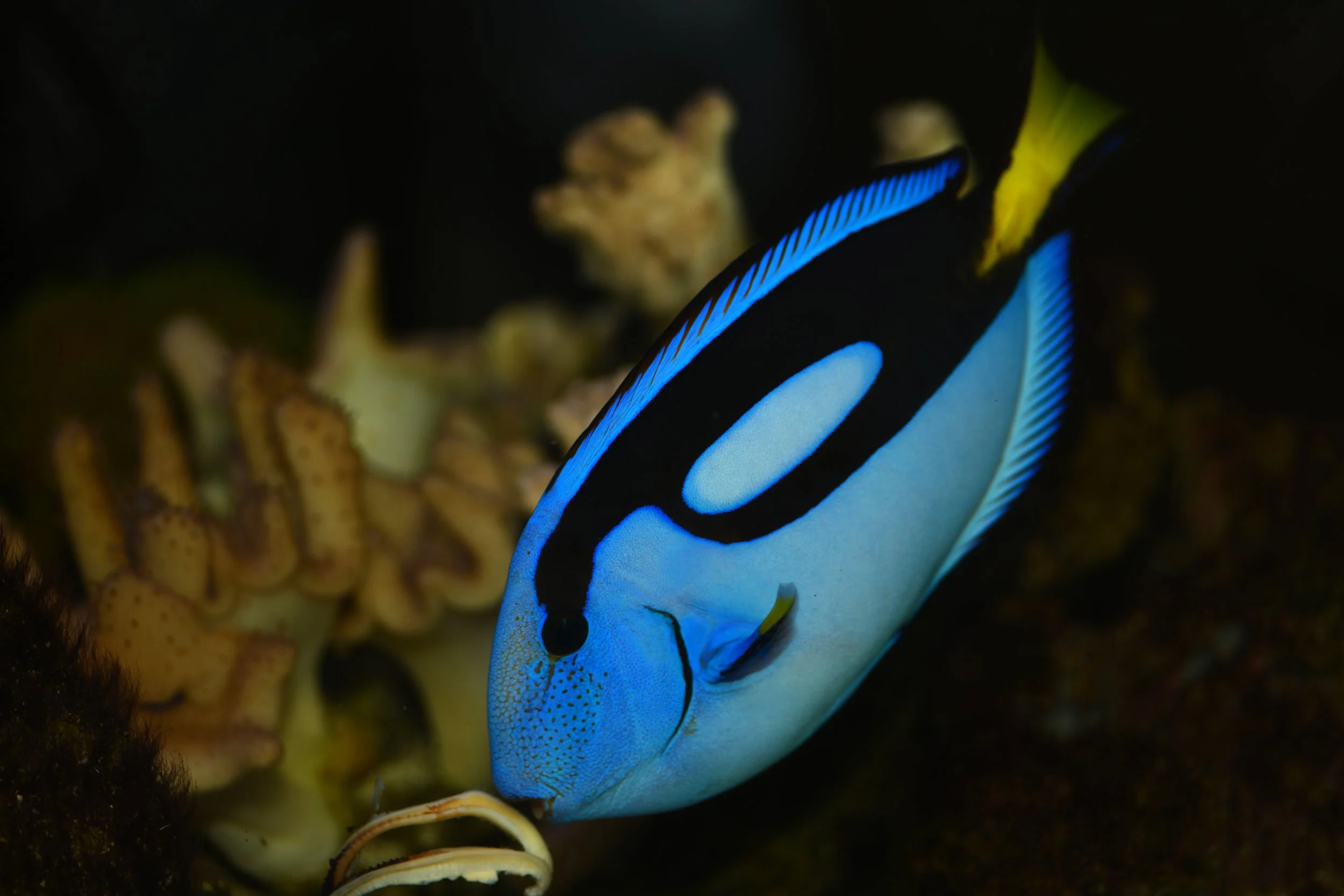 Blue Hipp Tang8.jpg