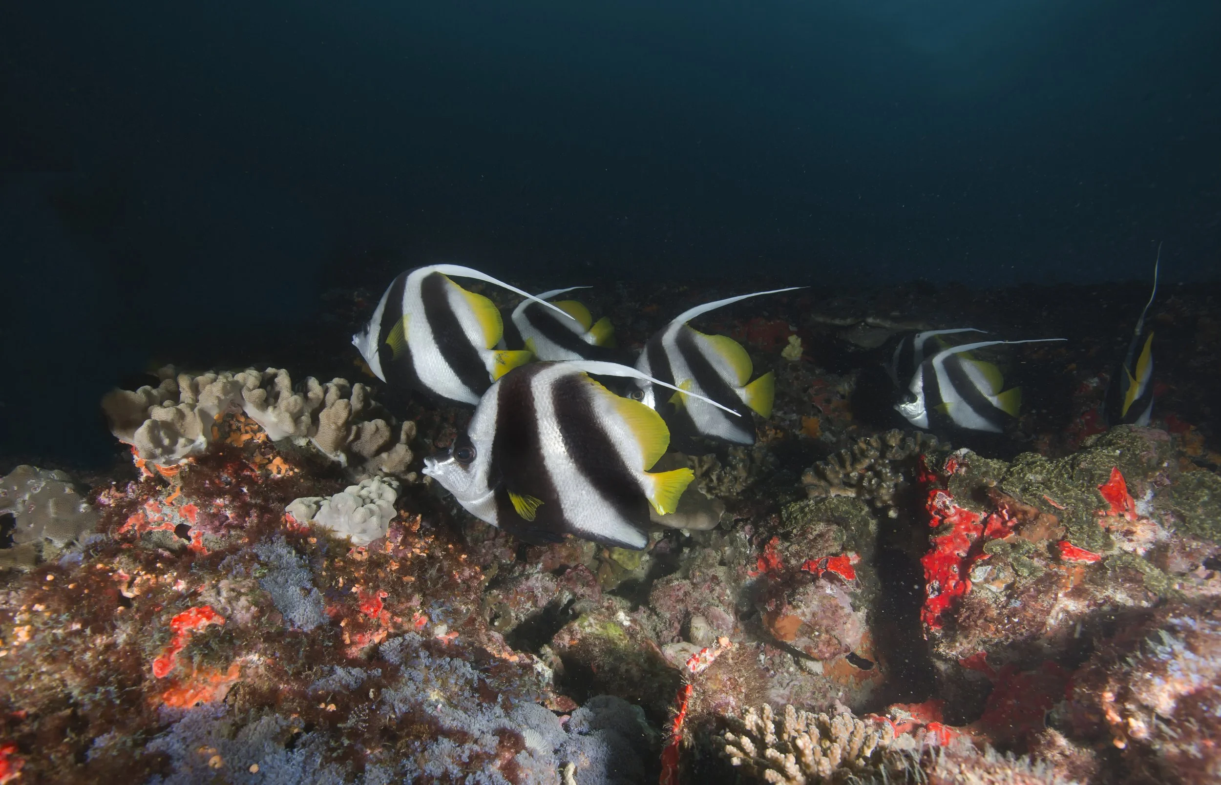 heniochus butterflyfish1.jpg