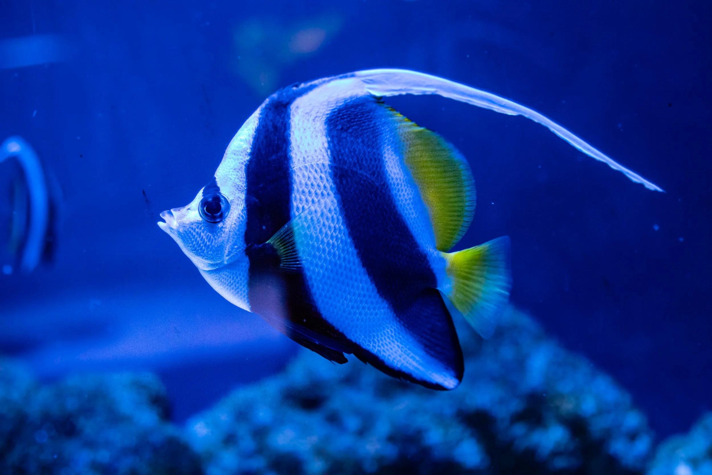 heniochus butterflyfish4.jpg