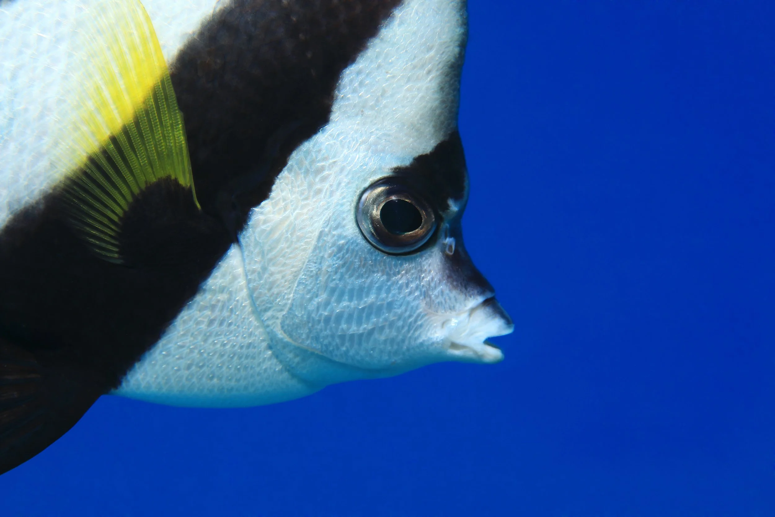 heniochus butterflyfish3.jpeg