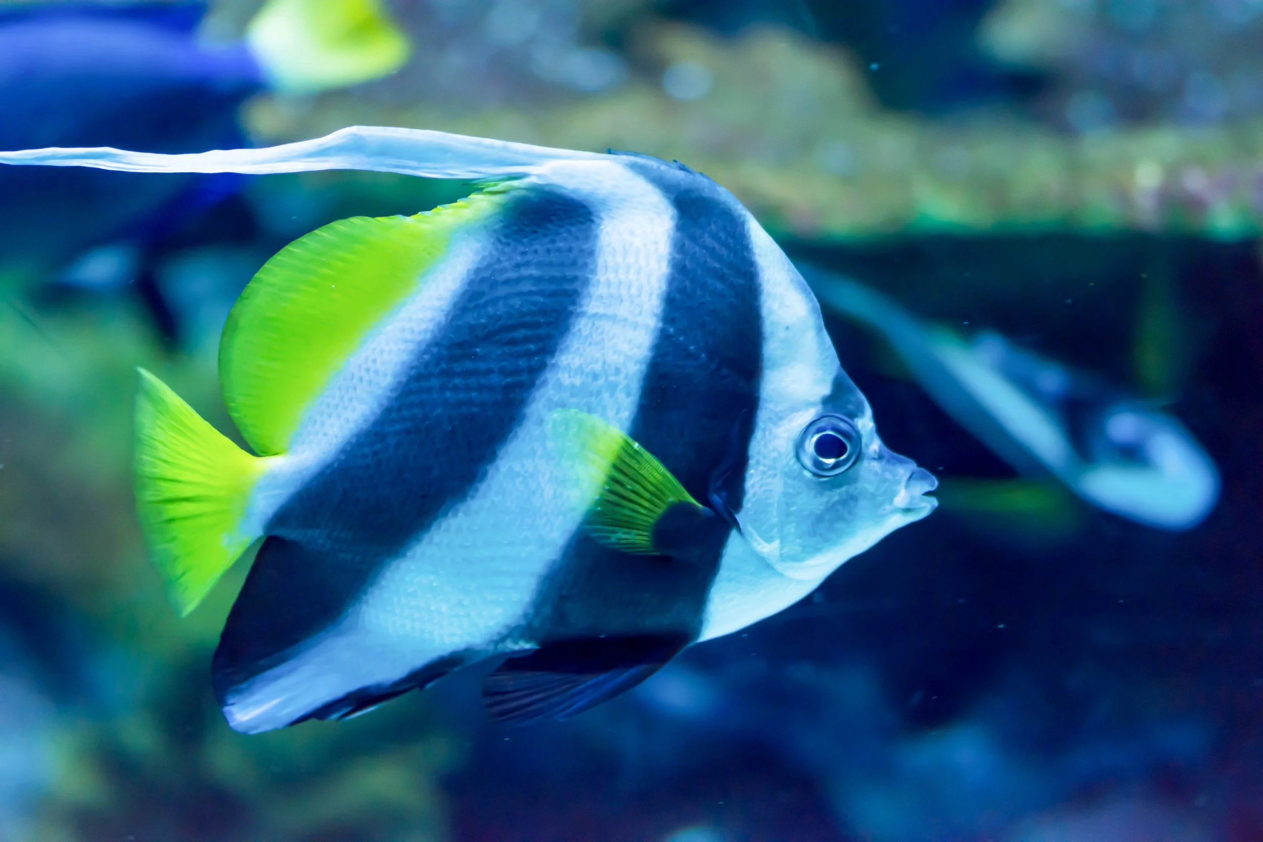 heniochus butterflyfish5.jpg