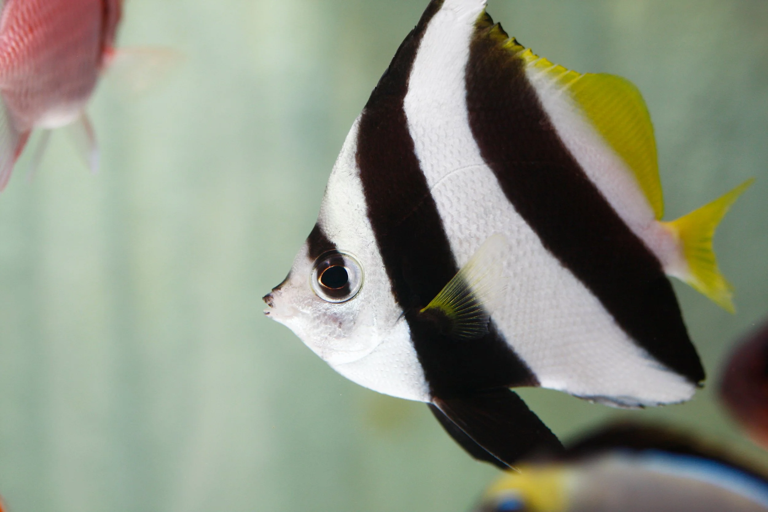 heniochus butterflyfish6.jpg
