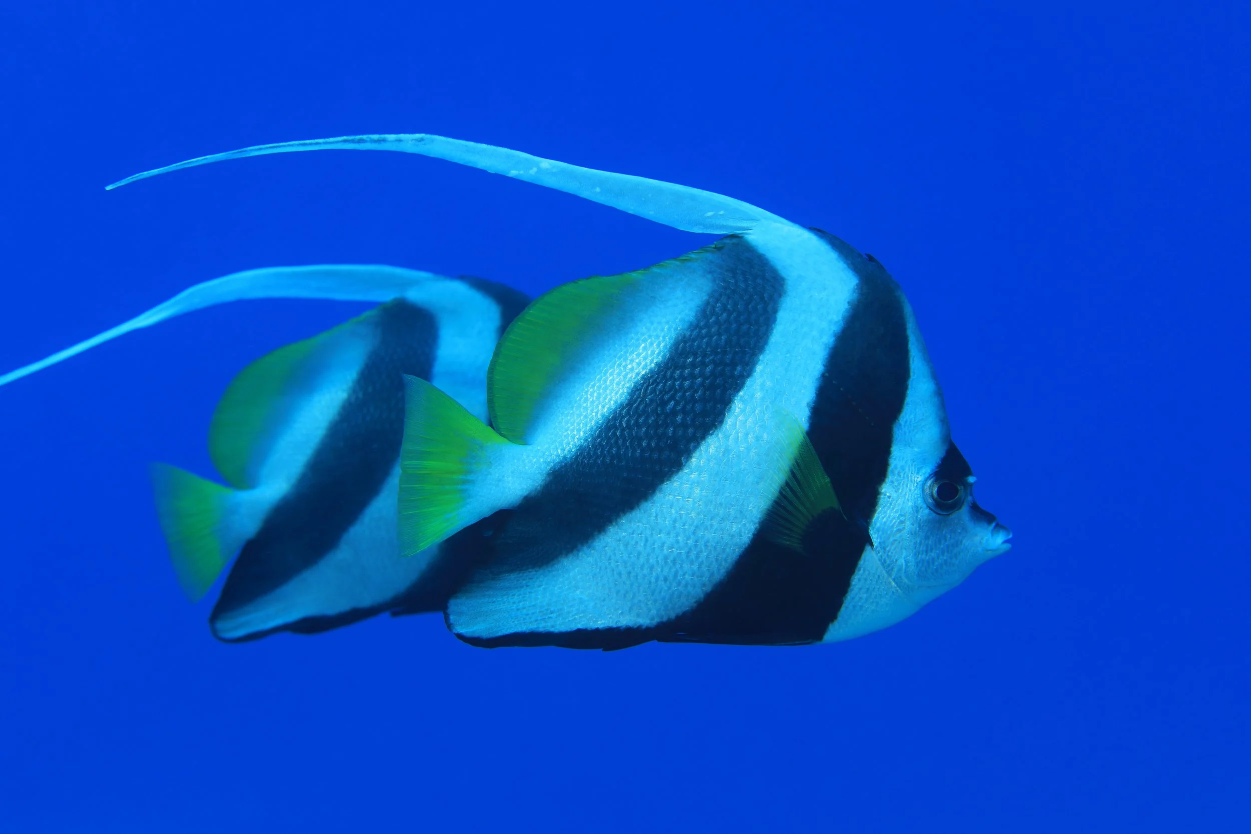 heniochus butterflyfish7.jpg