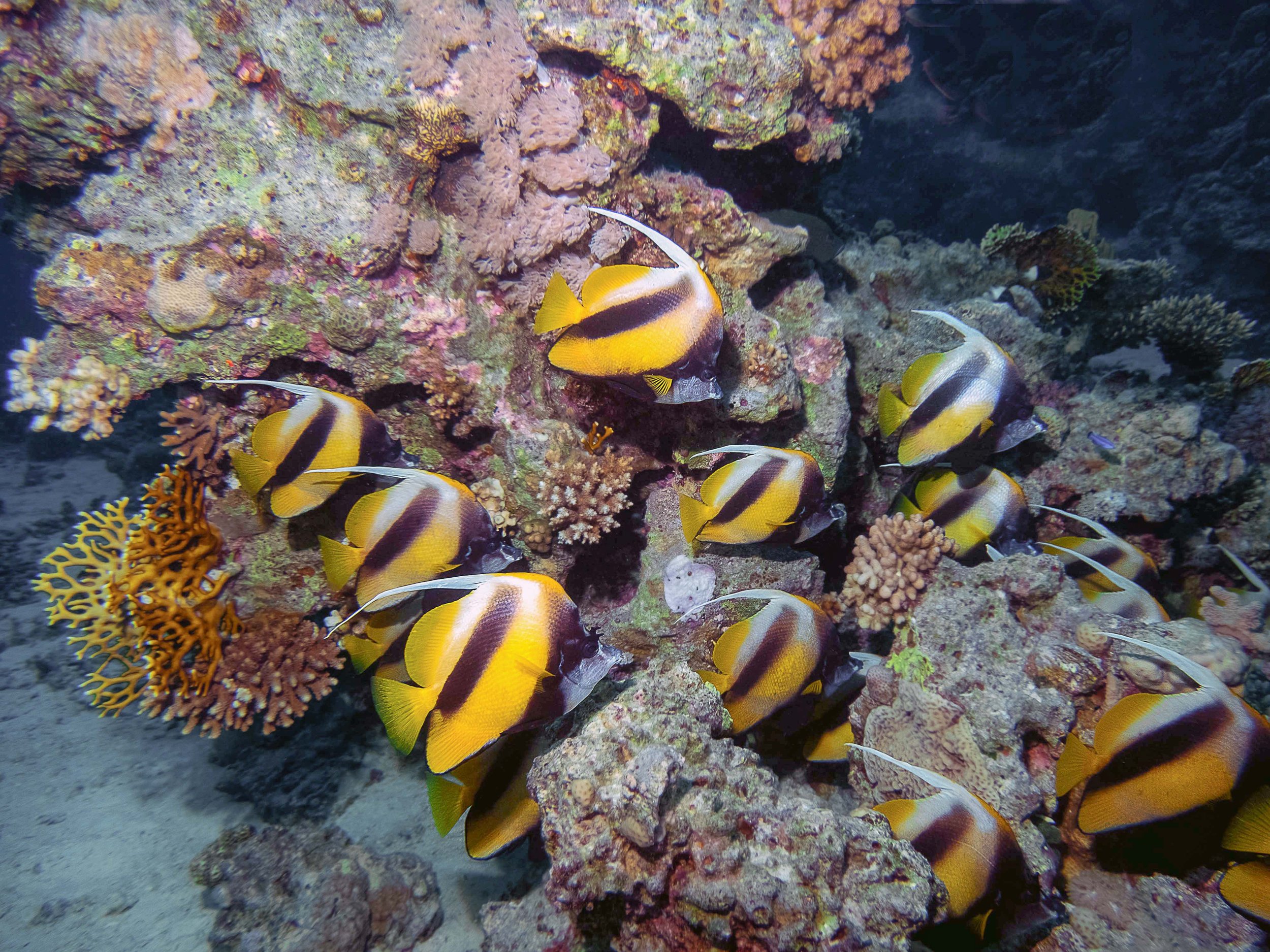 heniochus butterflyfish8.jpg