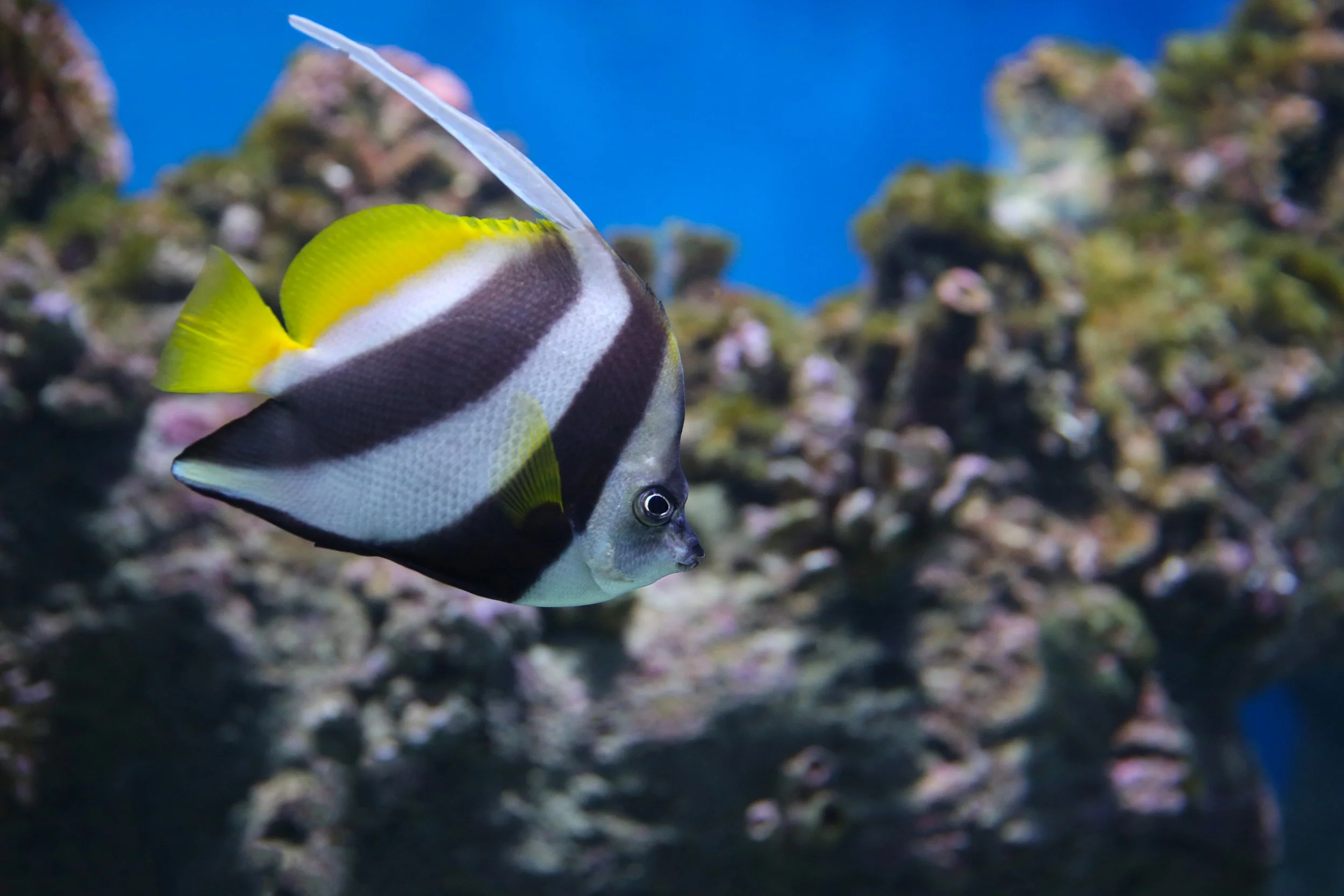 heniochus butterflyfish10.jpg