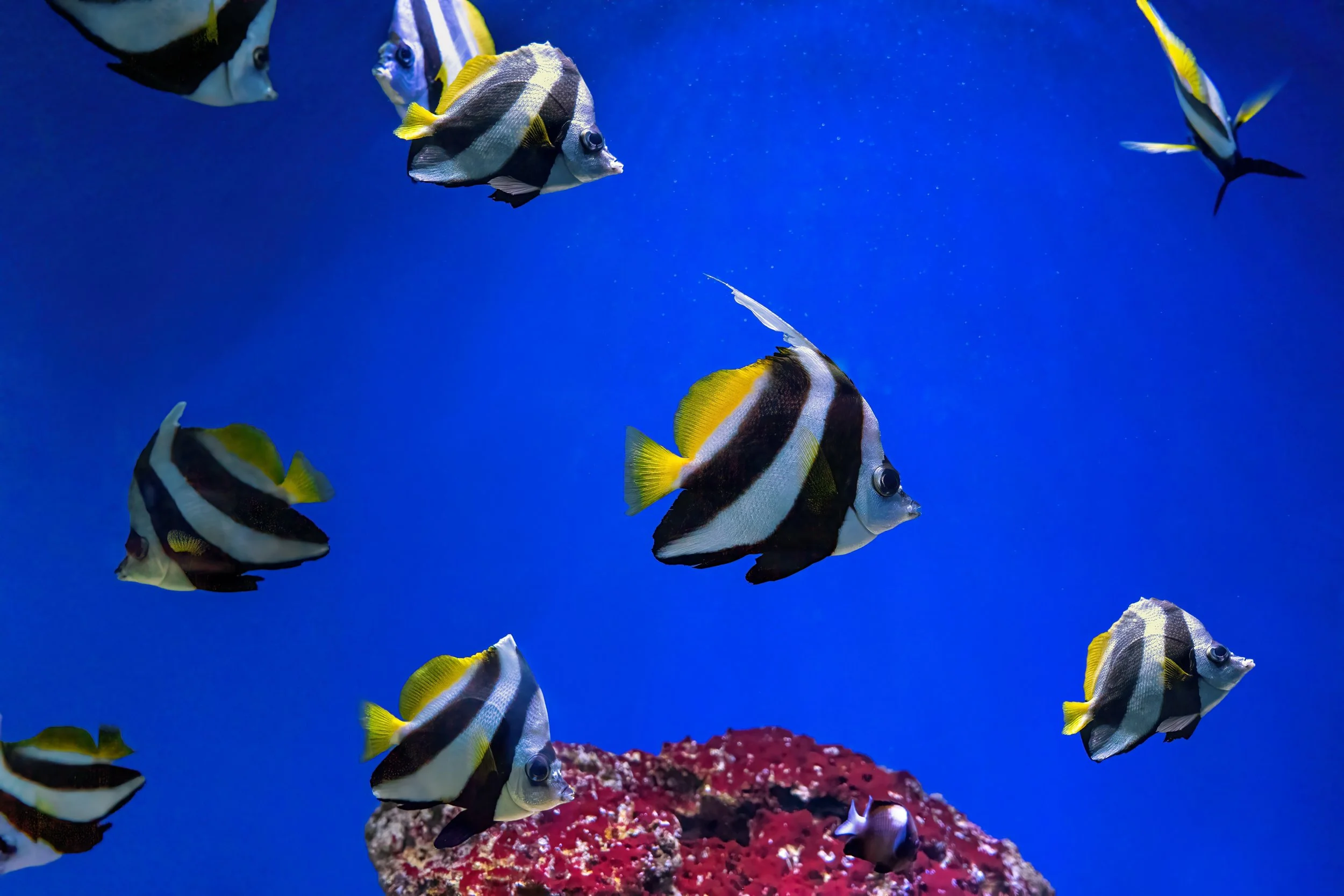 heniochus butterflyfish12.jpg