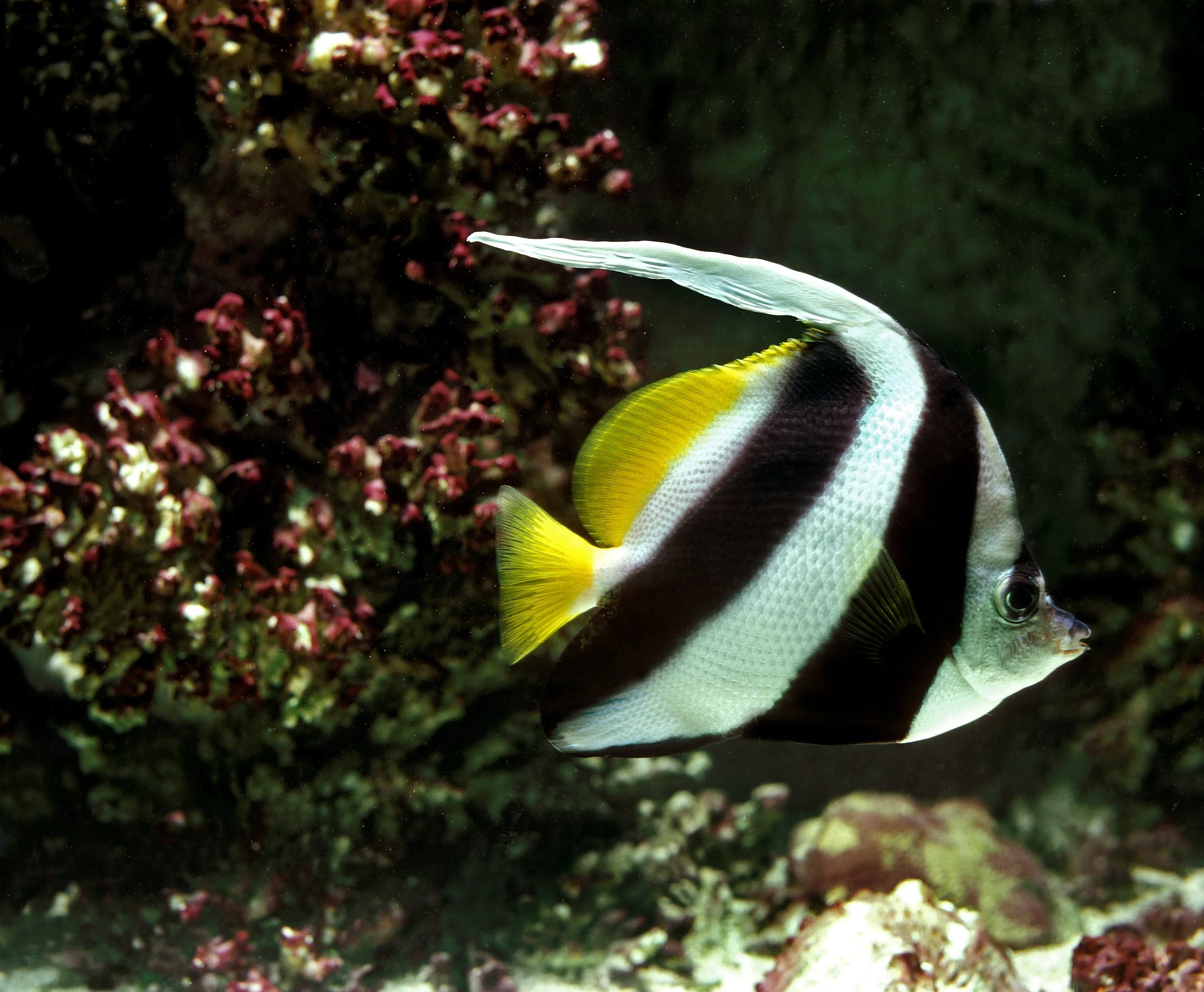 heniochus butterflyfish14.jpg