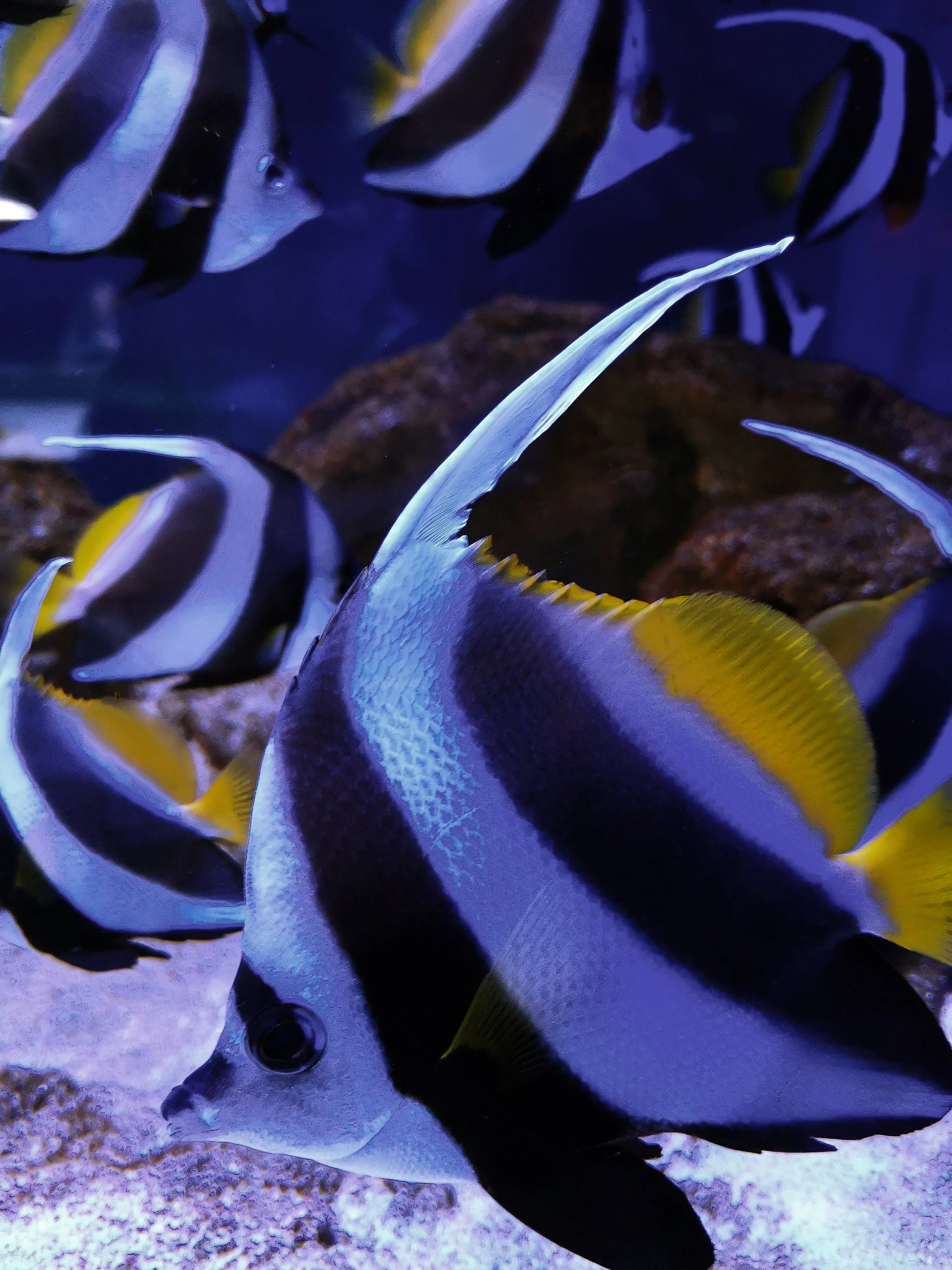 heniochus butterflyfish13.jpg