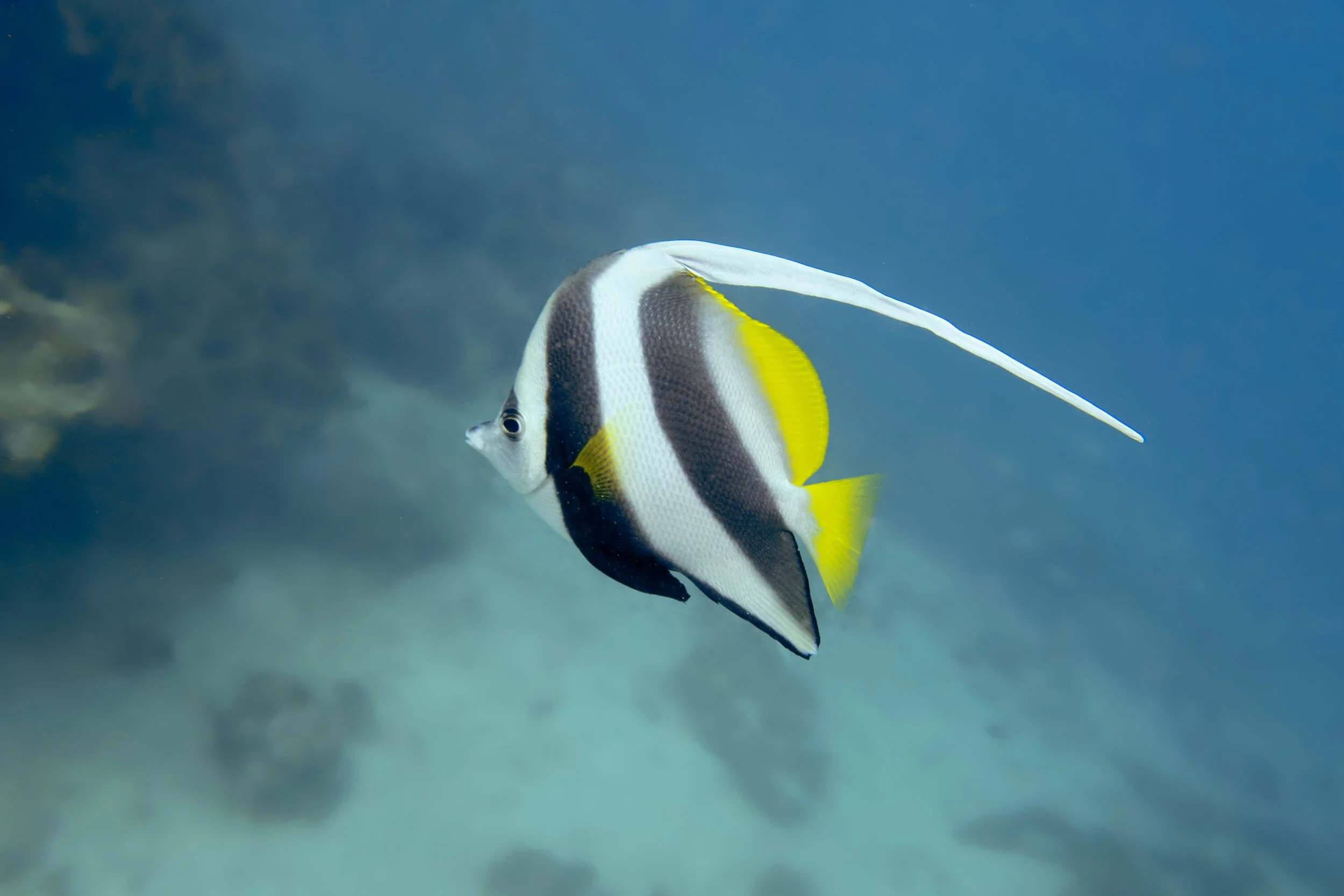 heniochus butterflyfish15.jpg