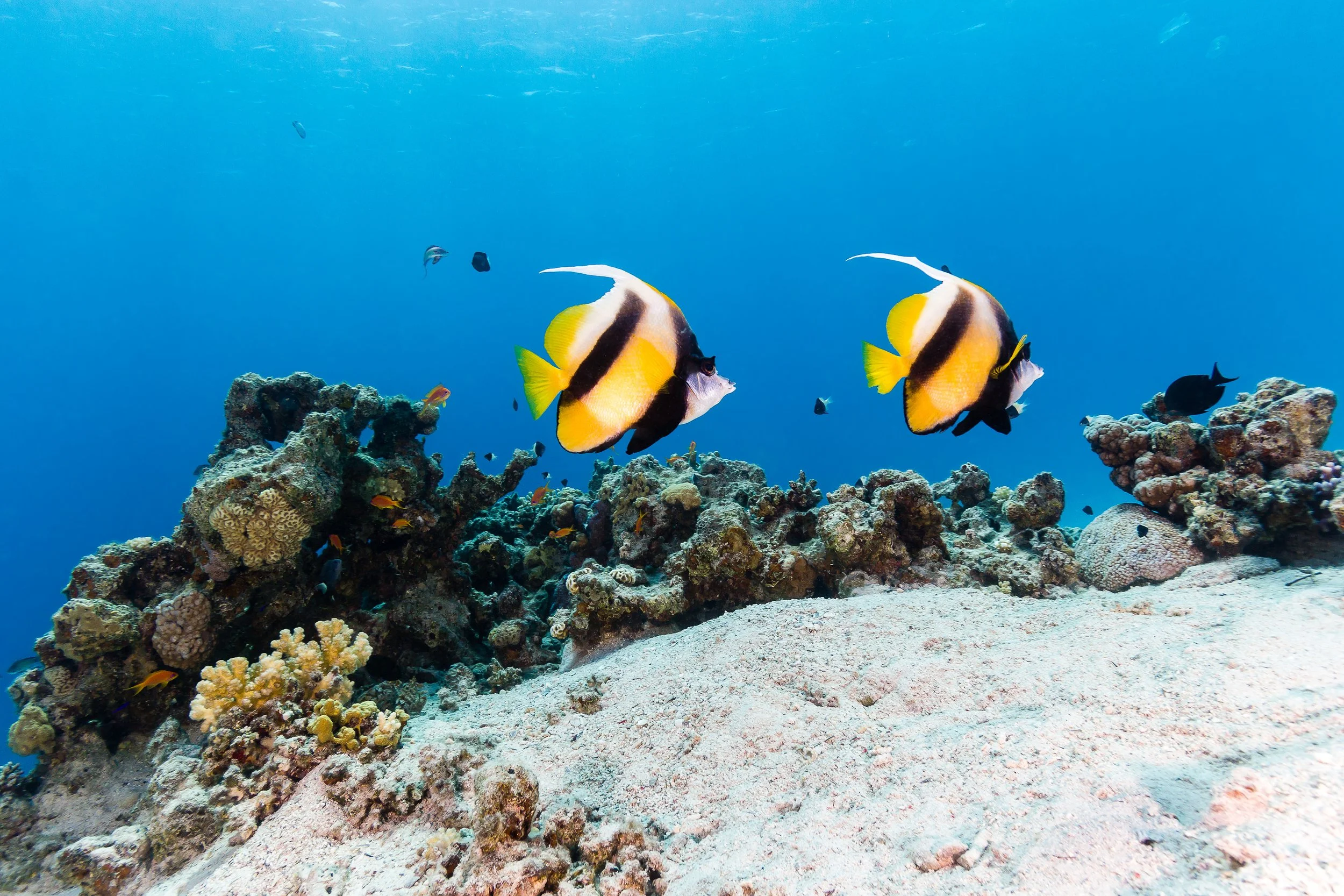 heniochus butterflyfish16.jpg