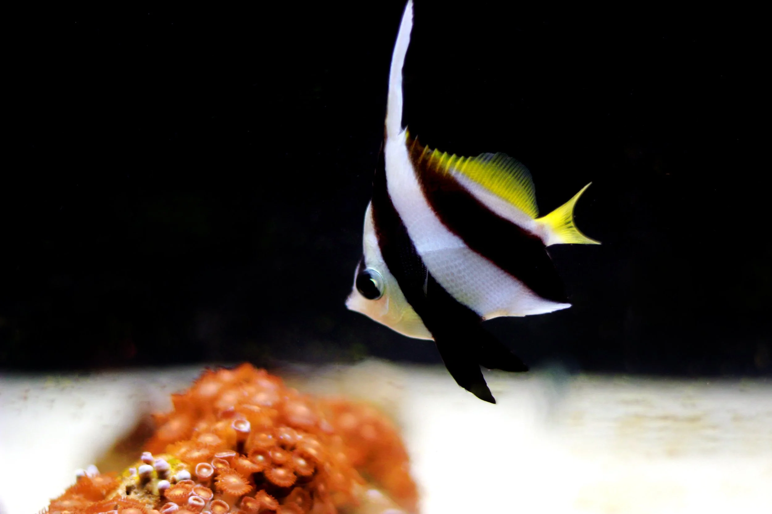 heniochus butterflyfish17.jpg
