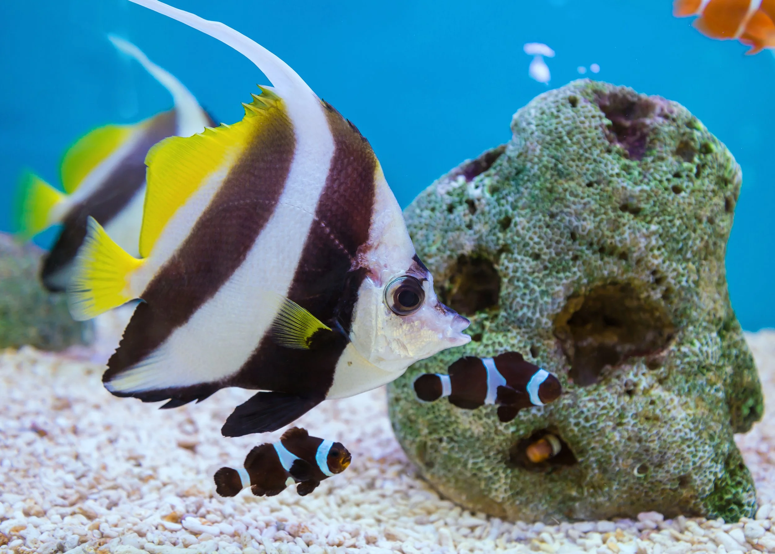 heniochus butterflyfish18.jpg