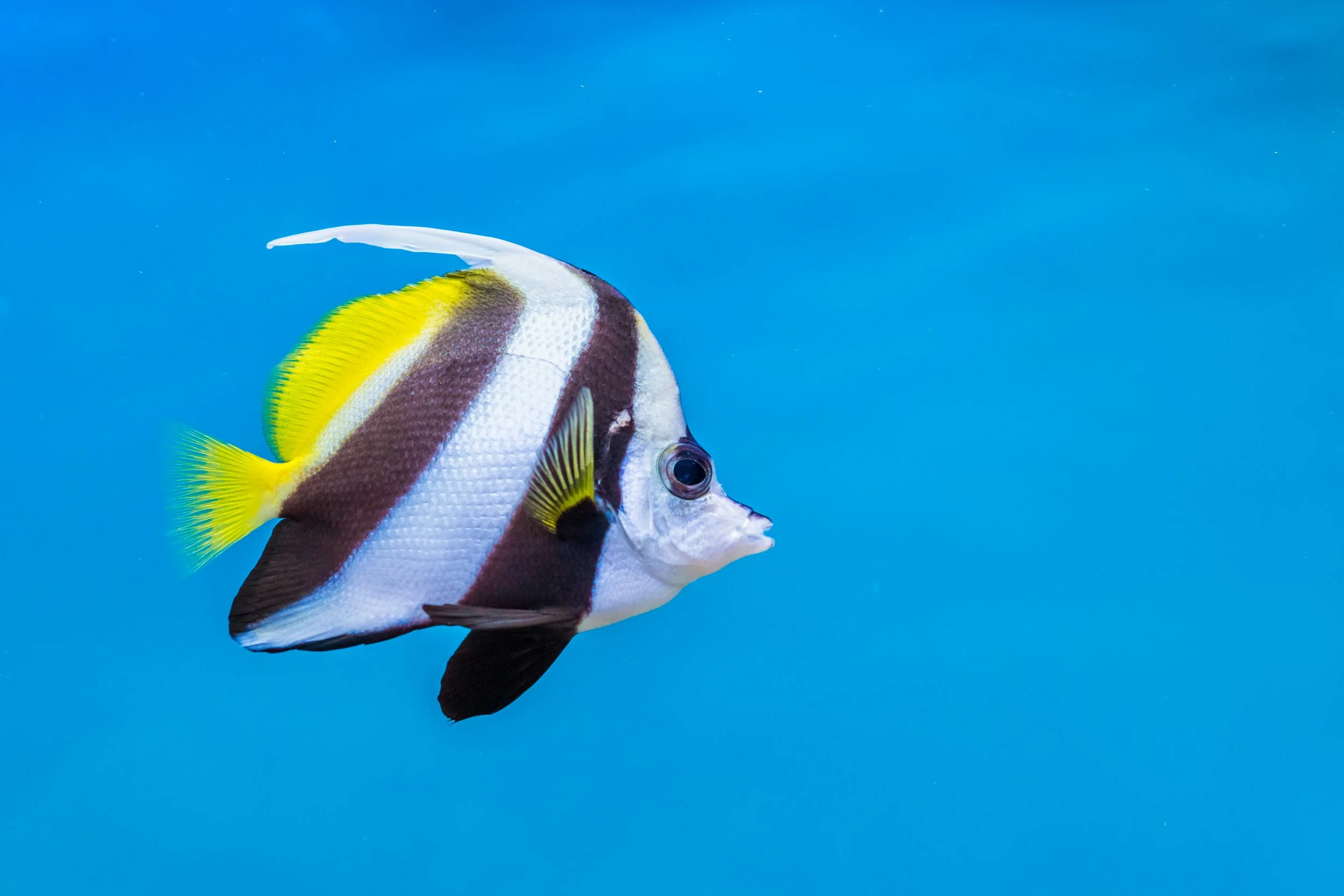 heniochus butterflyfish19.jpg