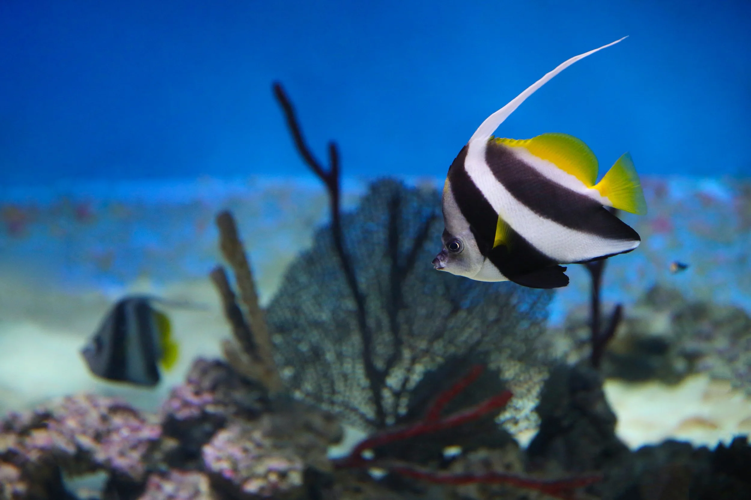 heniochus butterflyfish20.jpg