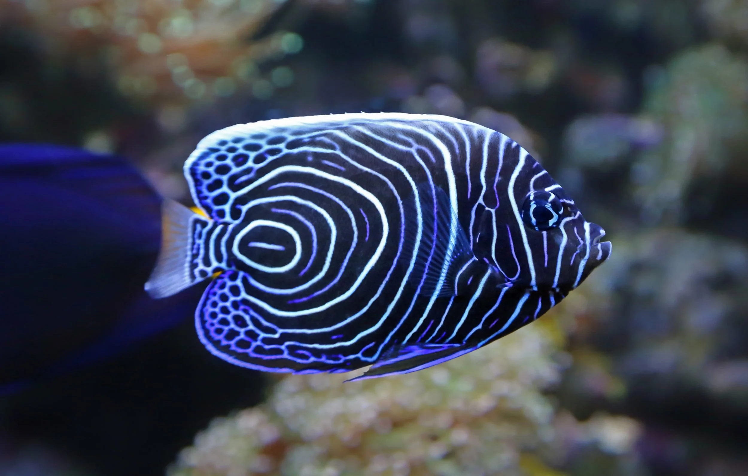 emperor angelfish1.jpg