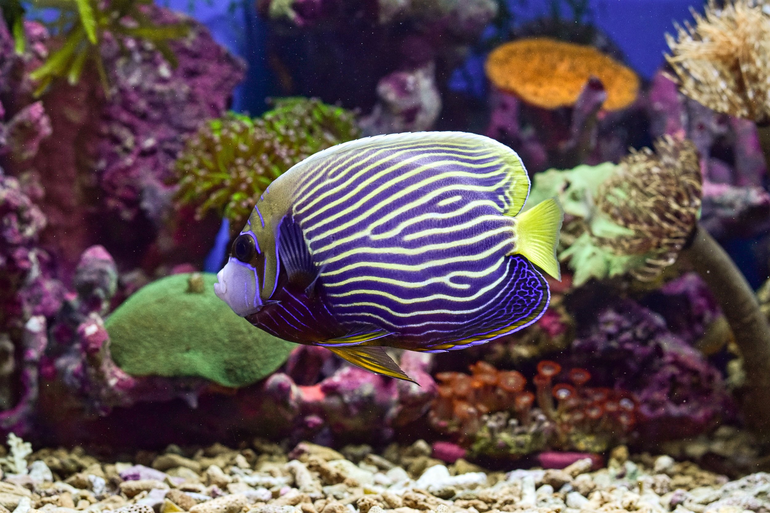 emperor angelfish4.jpg