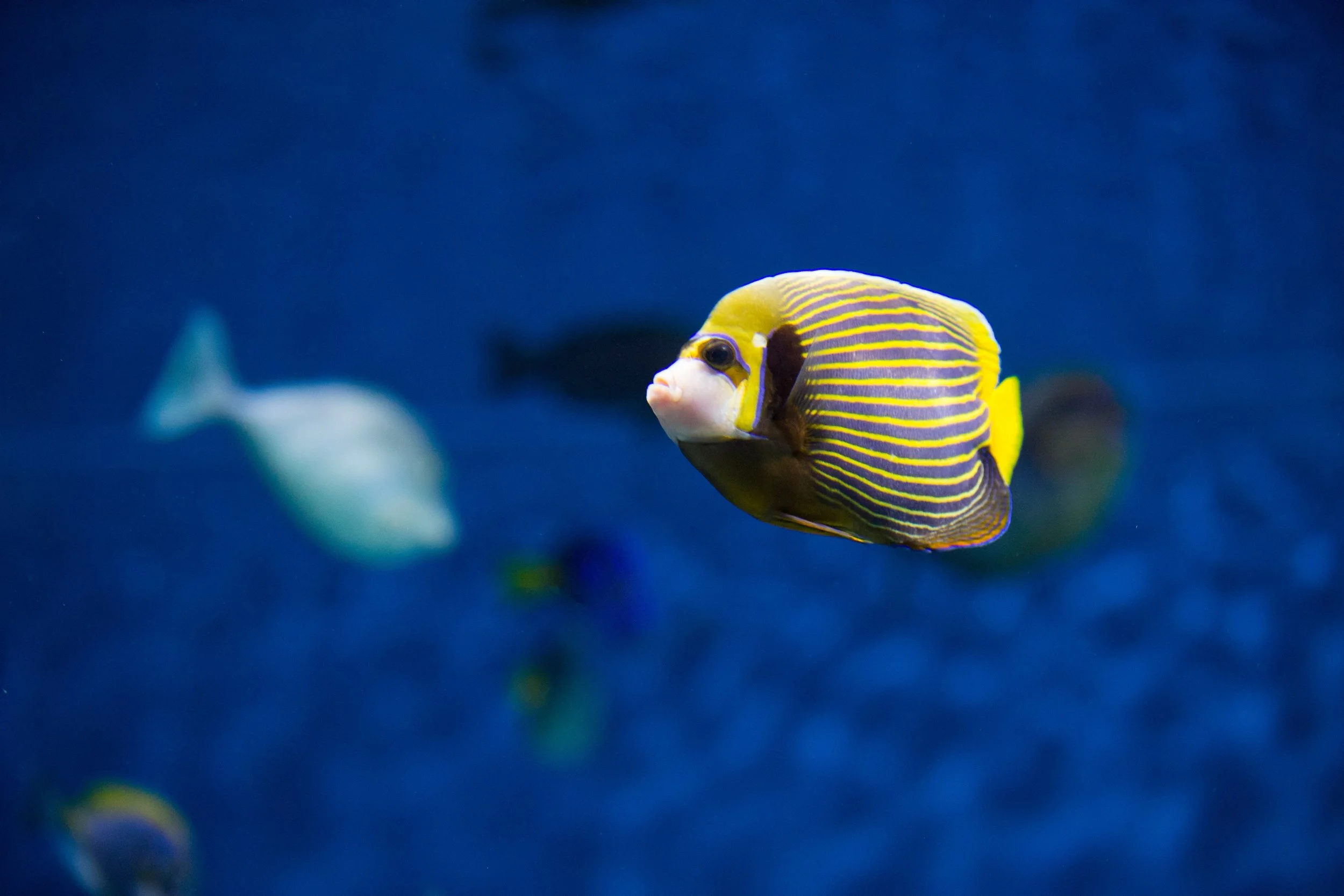 emperor angelfish5.jpg
