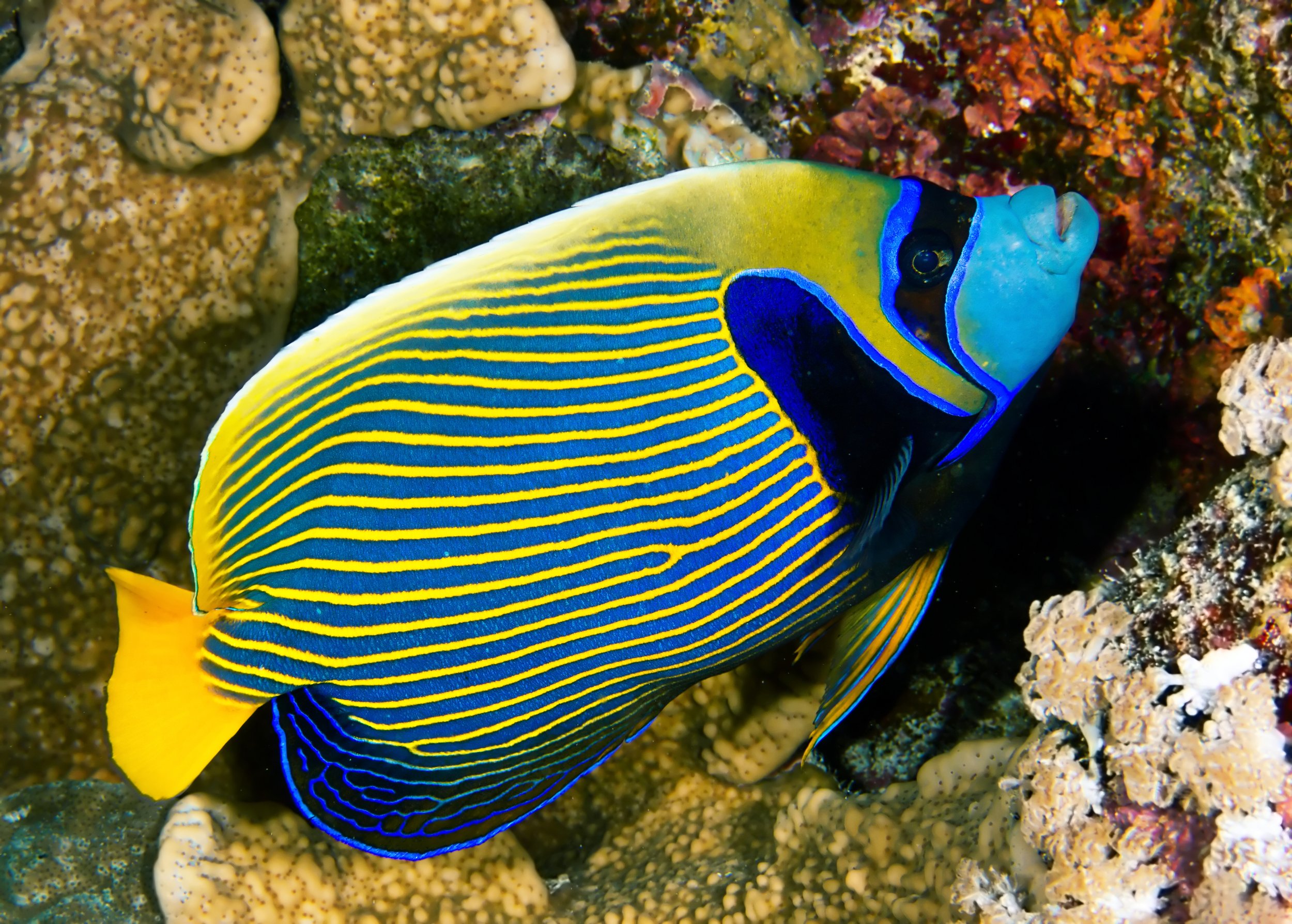 emperor angelfish10.jpg