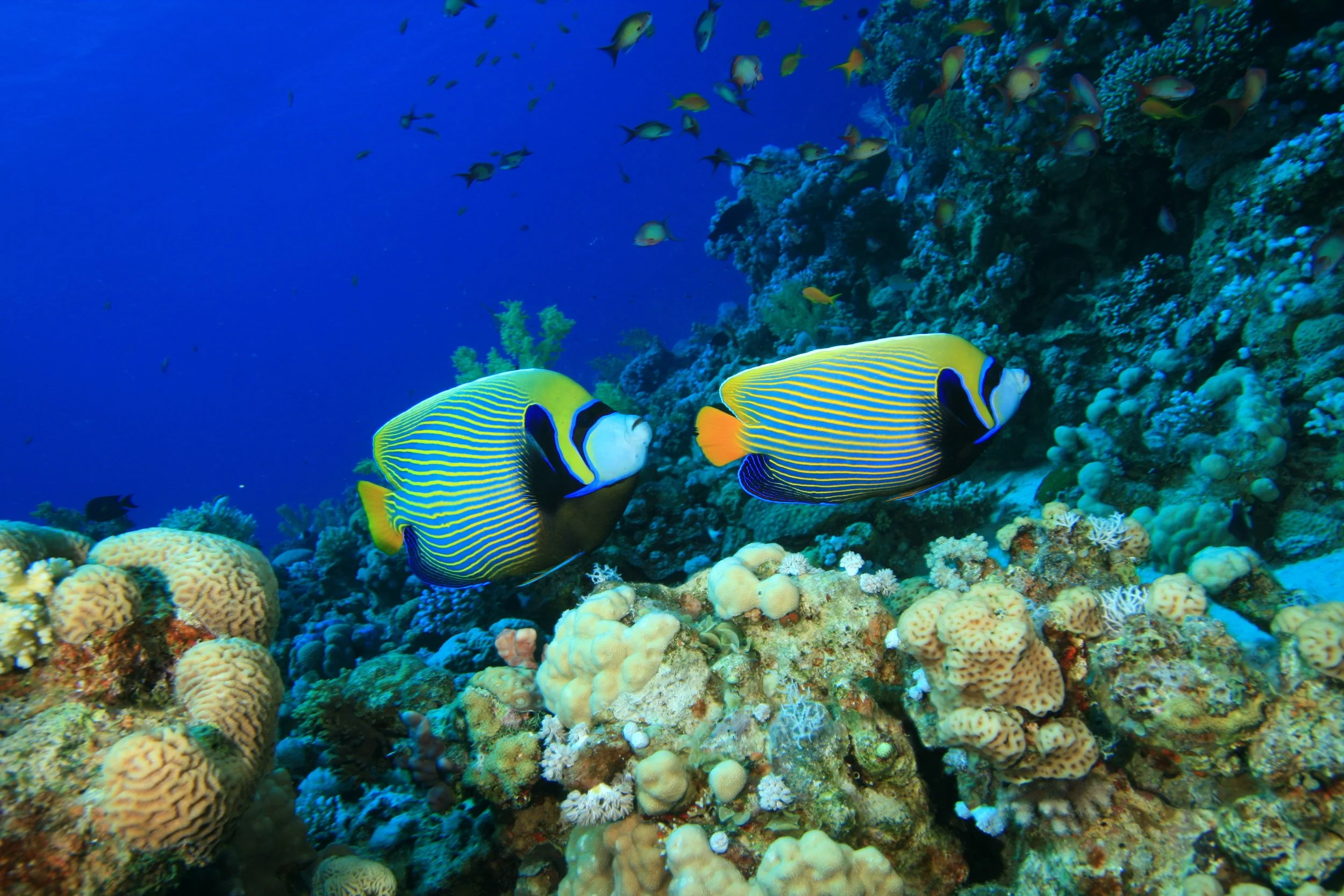 emperor angelfish7.jpg