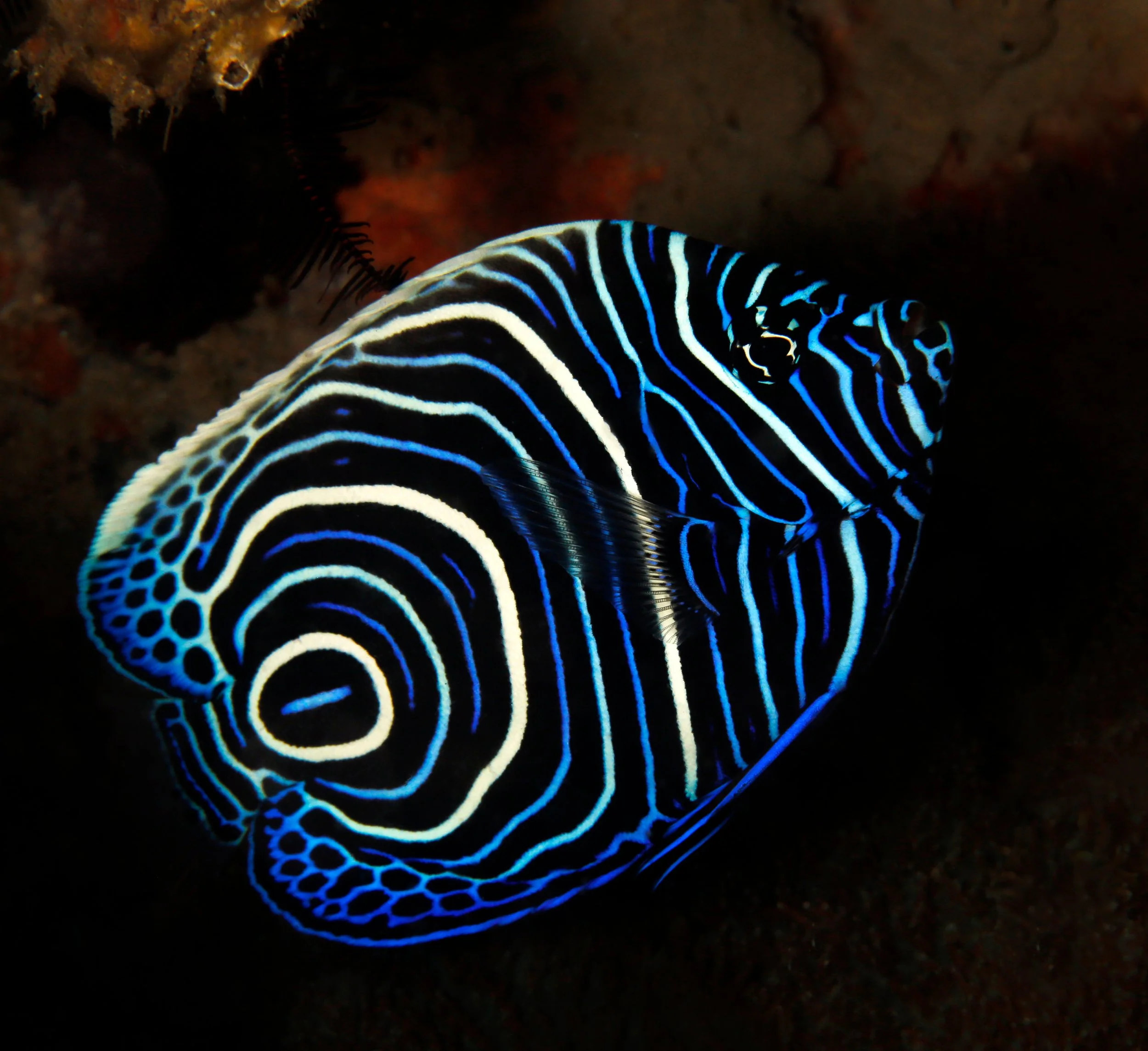 emperor angelfish8.jpg