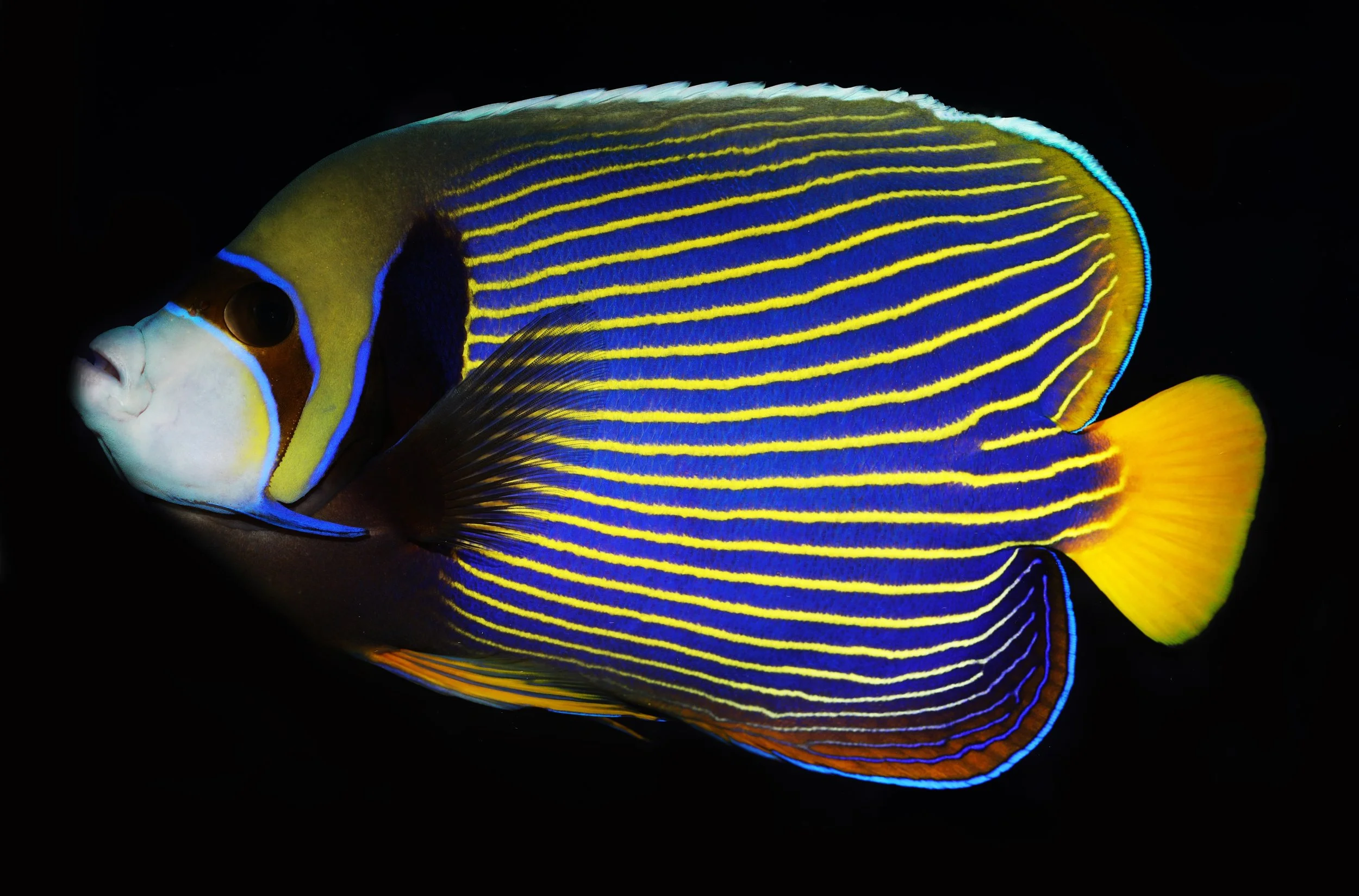emperor angelfish11.jpg