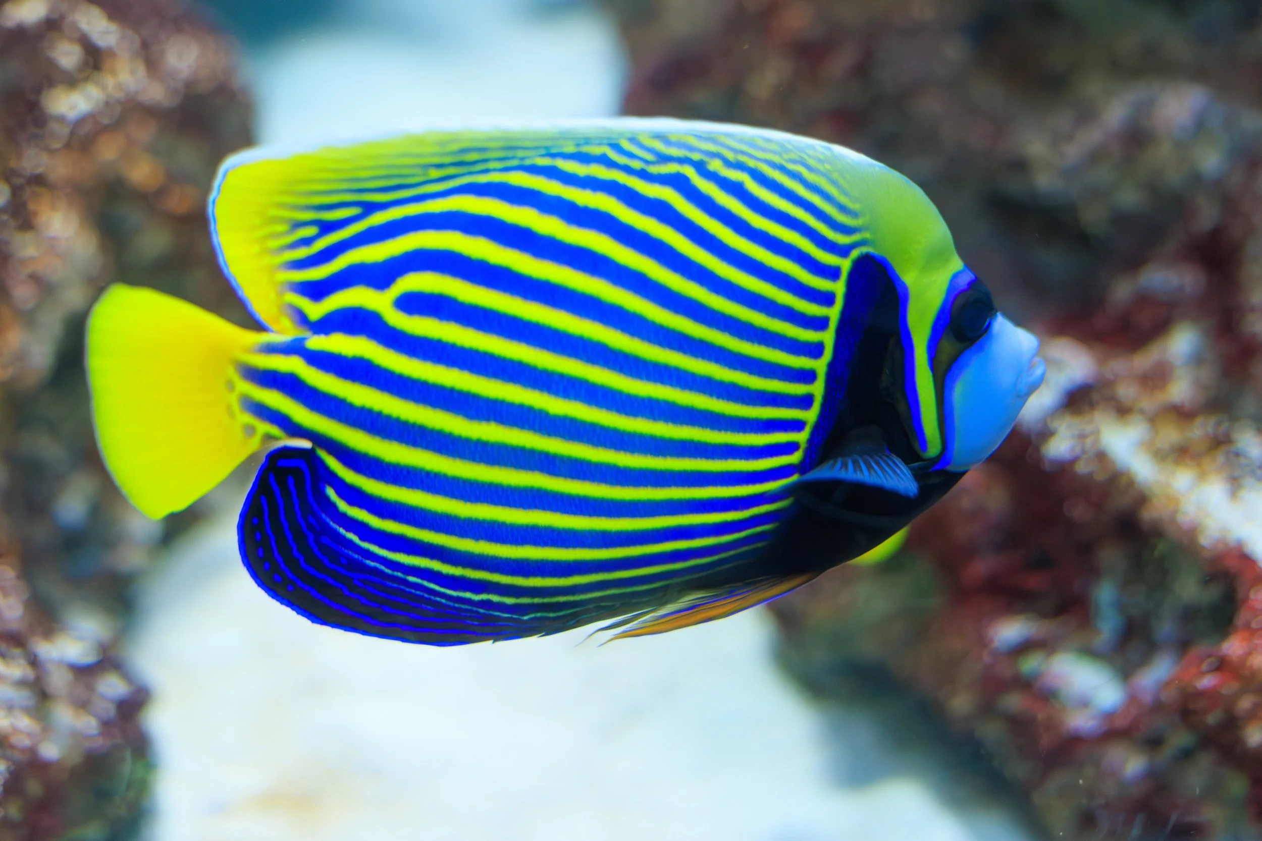 emperor angelfish12.jpg