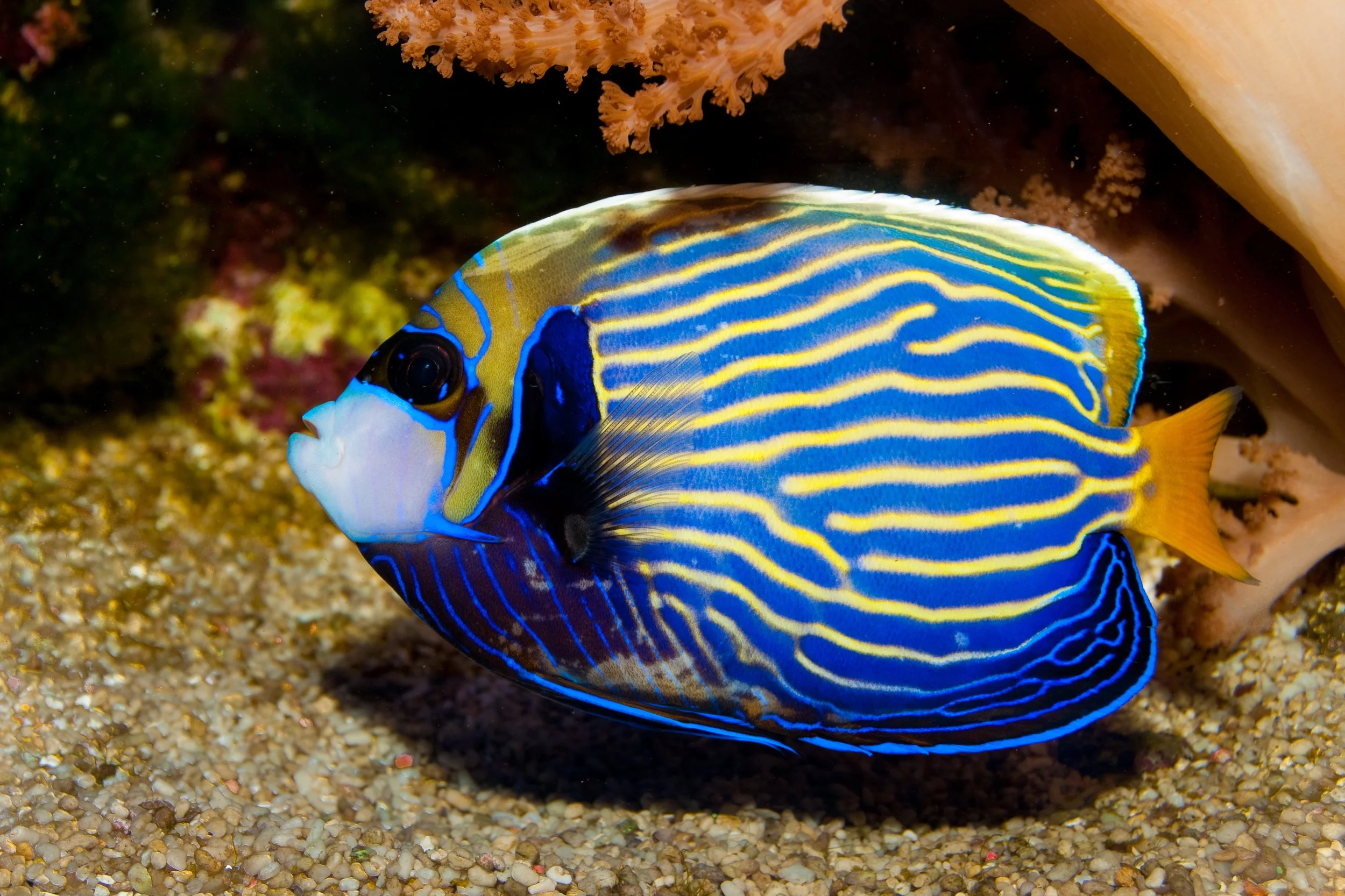 emperor angelfish14.jpg