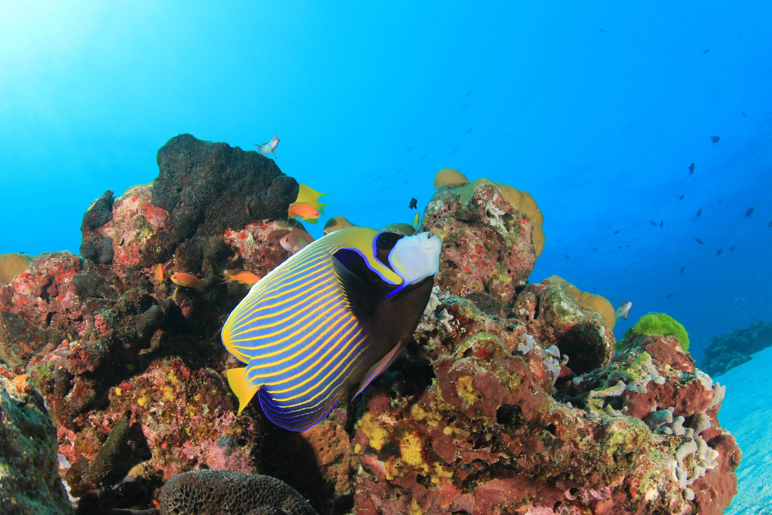 emperor angelfish13.jpg