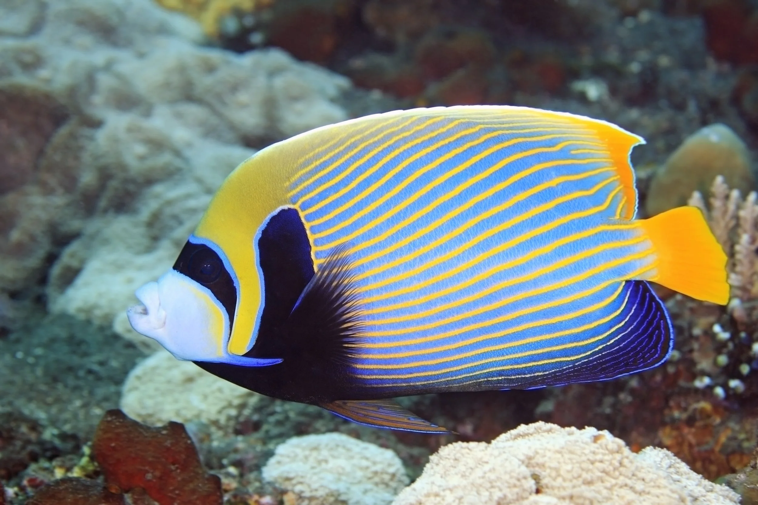 emperor angelfish15.jpg